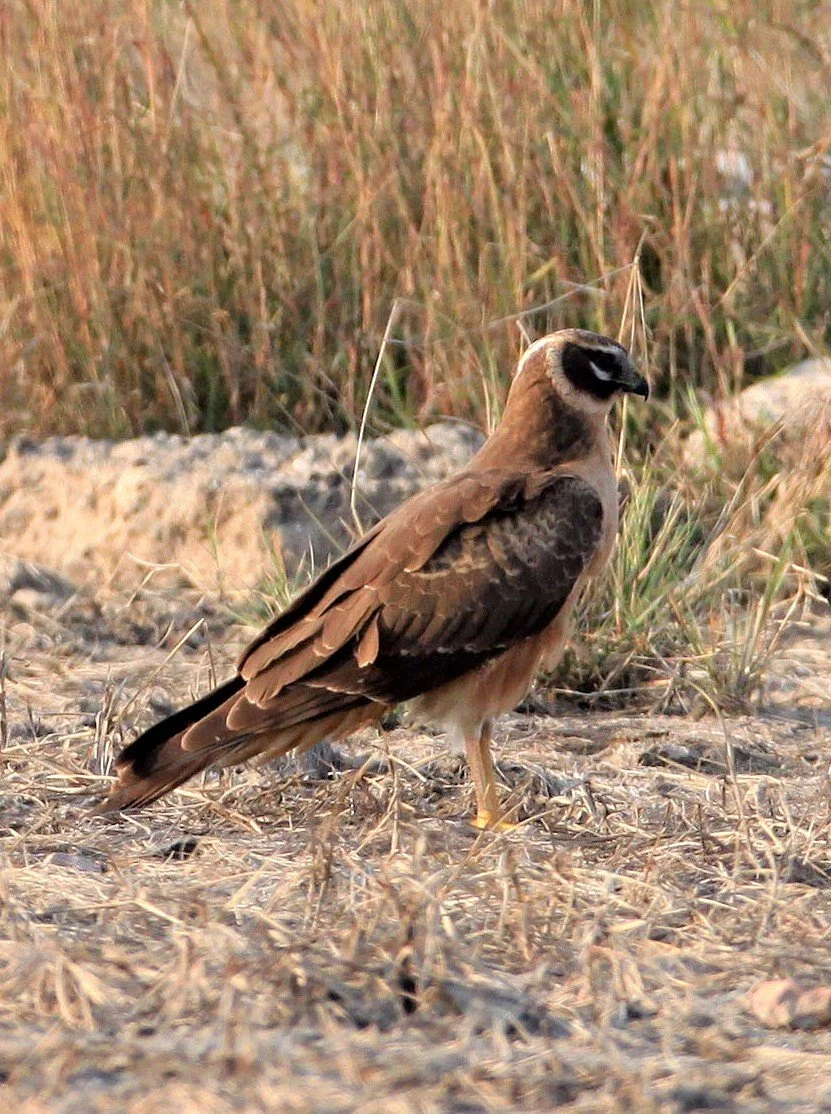 Circus macrourus - PALLID HARRIER - BLACKBUCK NATIONAL PARK INDIA aa2.jpg