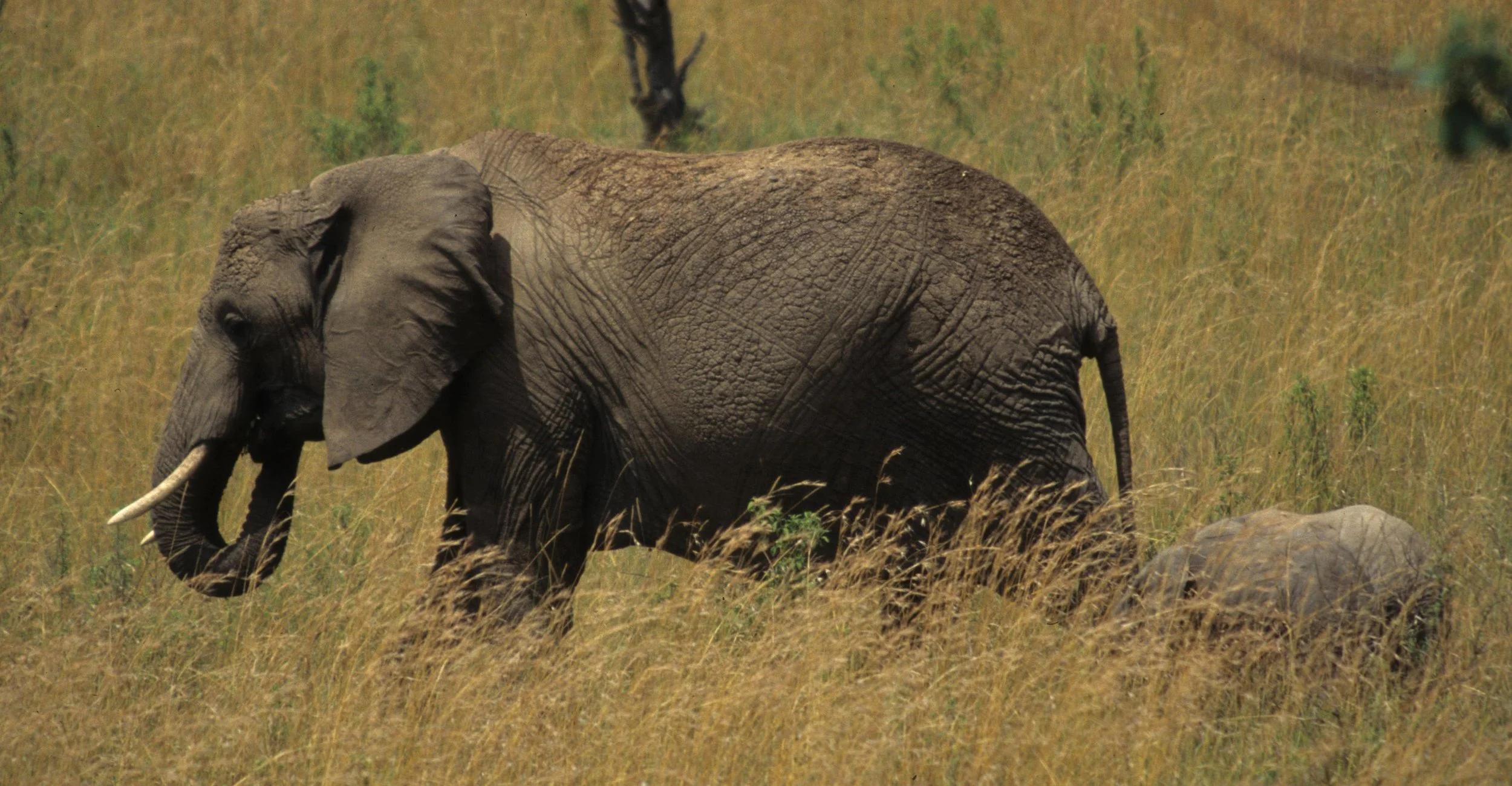 ELEPHANT - SERENGETI 51.jpg