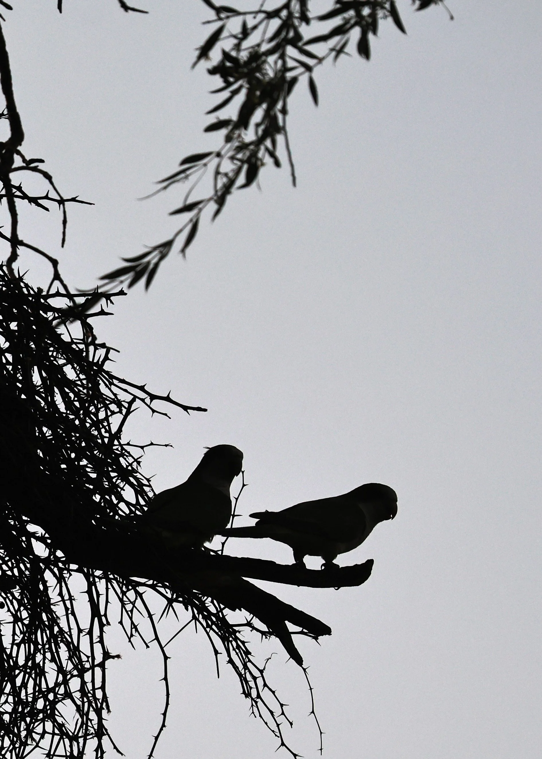 Monk Parakeet (Myiopsitta monachus) Fortin Toledo Paraguay (9).jpg