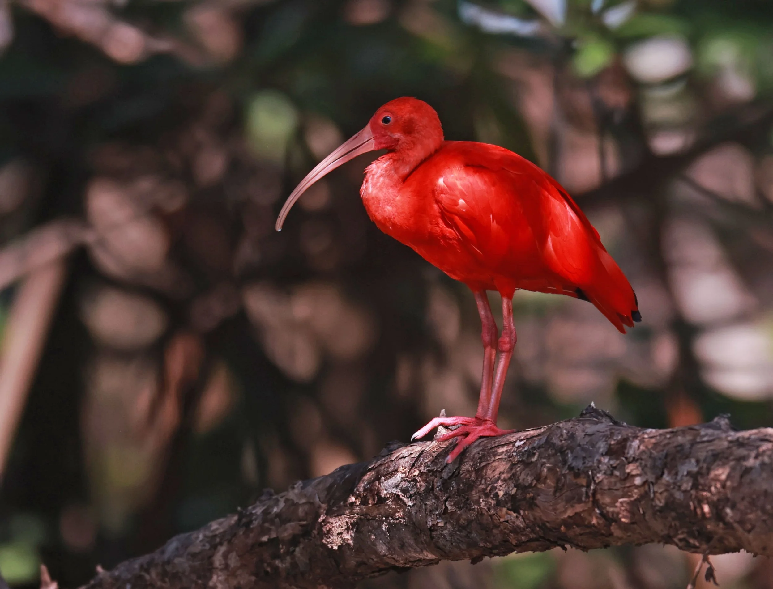 Ibis - Scarlet Ibis - Eudocimus ruber - 29 Songkaow Cafe, Chachoengsao Thailand (276).jpg