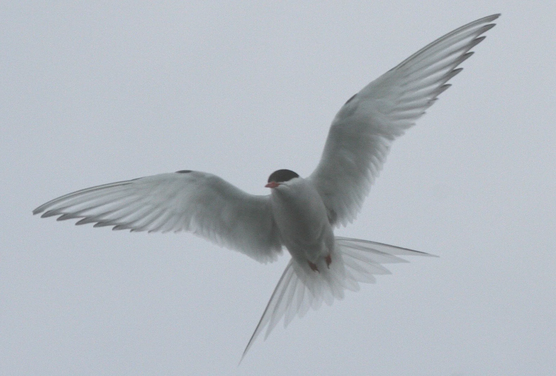BIRD - TERN - ARCTIC TERN - SVALBARD (43).jpg