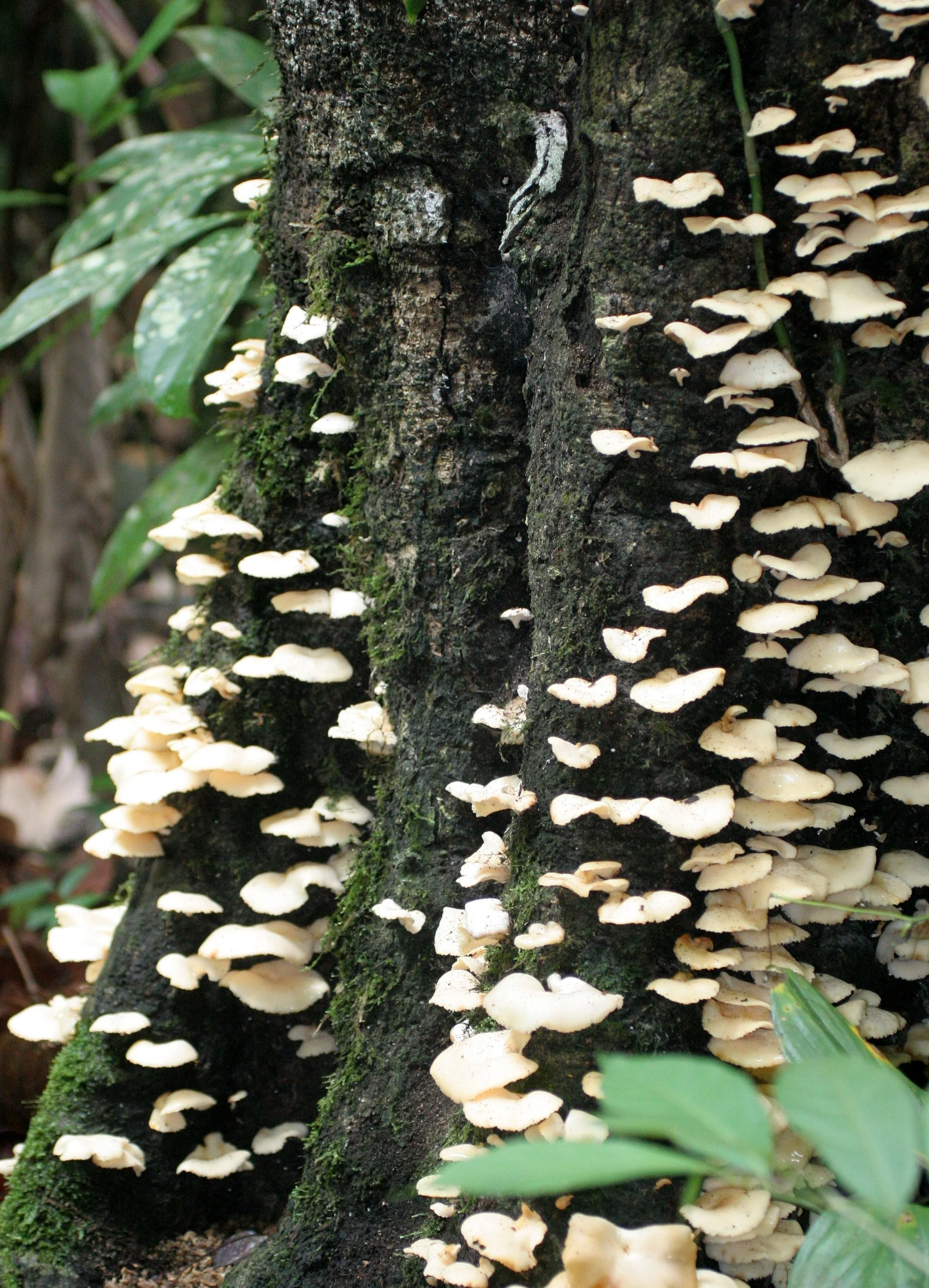 KINABATANGAN RIVER BORNEO - FUNGI SPECIES (5).JPG