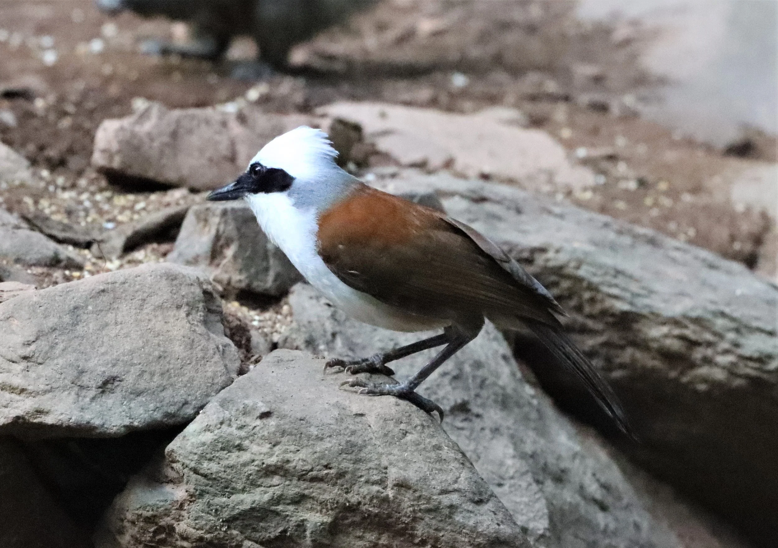 LAUGHINGTHRUSH - WHITE-CRESTED LAUGHINGTHRUSH - Garrulax leucolophus - KAENG KRACHAN THAILAND NEUNG HIDE (42).jpg