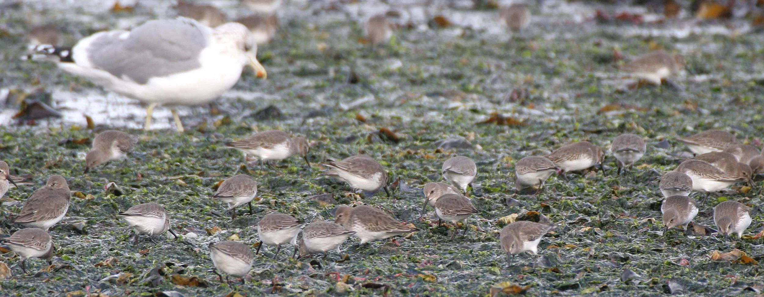 BIRD - DUNLINS - THREE CRABS (5).jpg