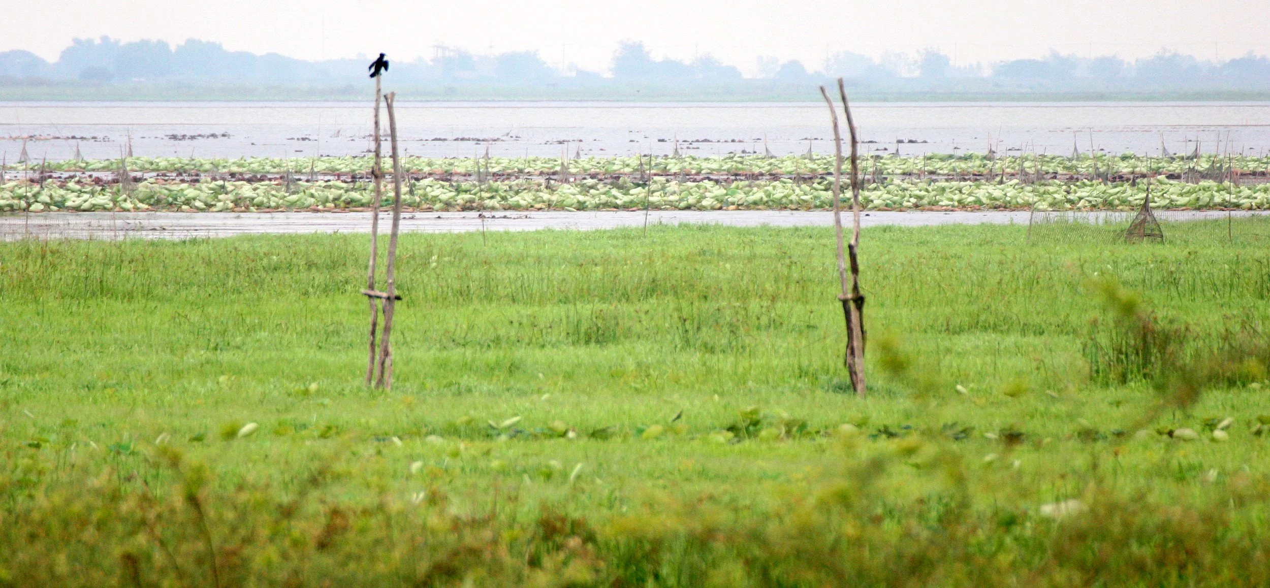 2008 Bueng Boraphet Road Trip to North (9).JPG