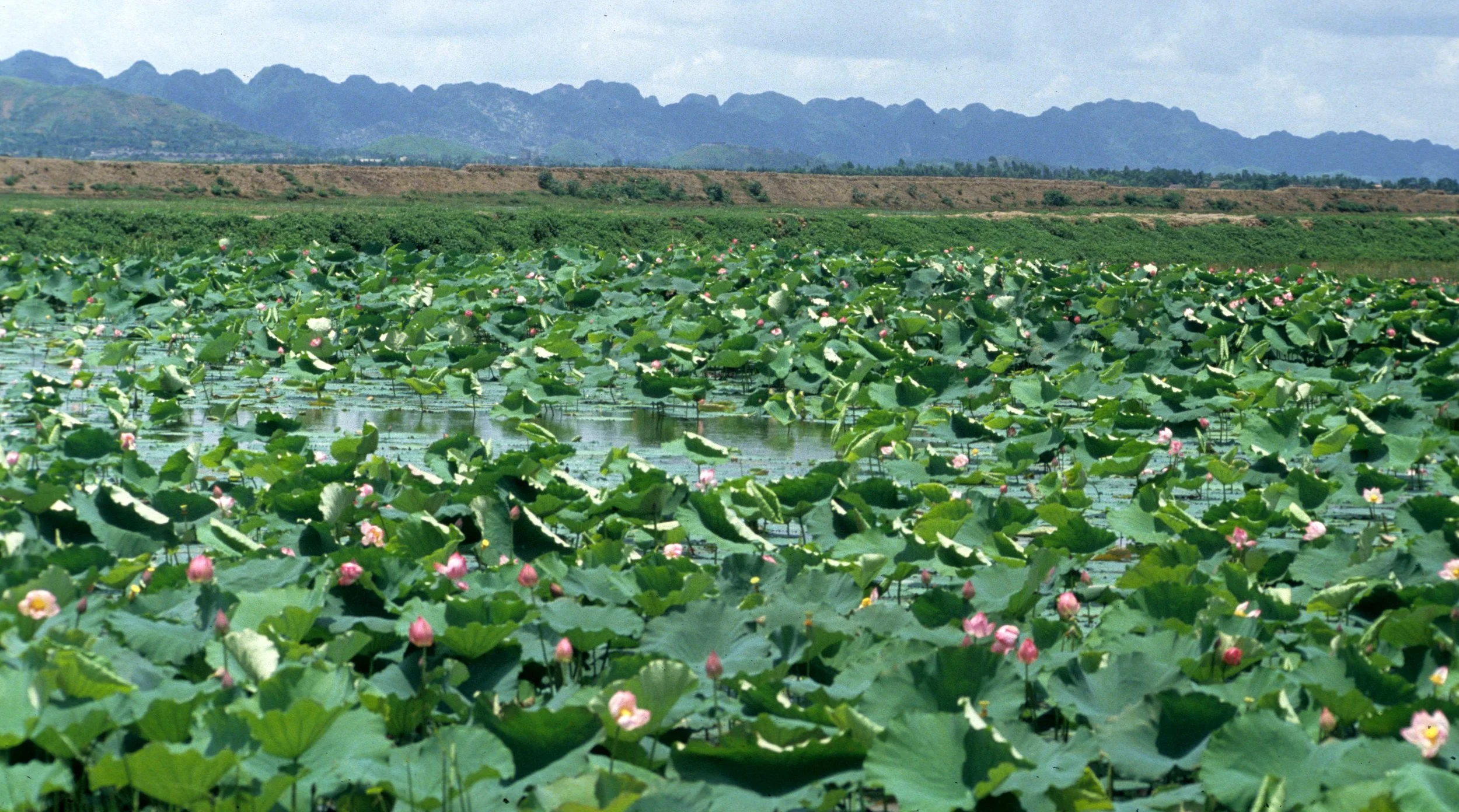 VIET NAM - LOTUS SPECIES IN CENTRAL REGIONS.jpg