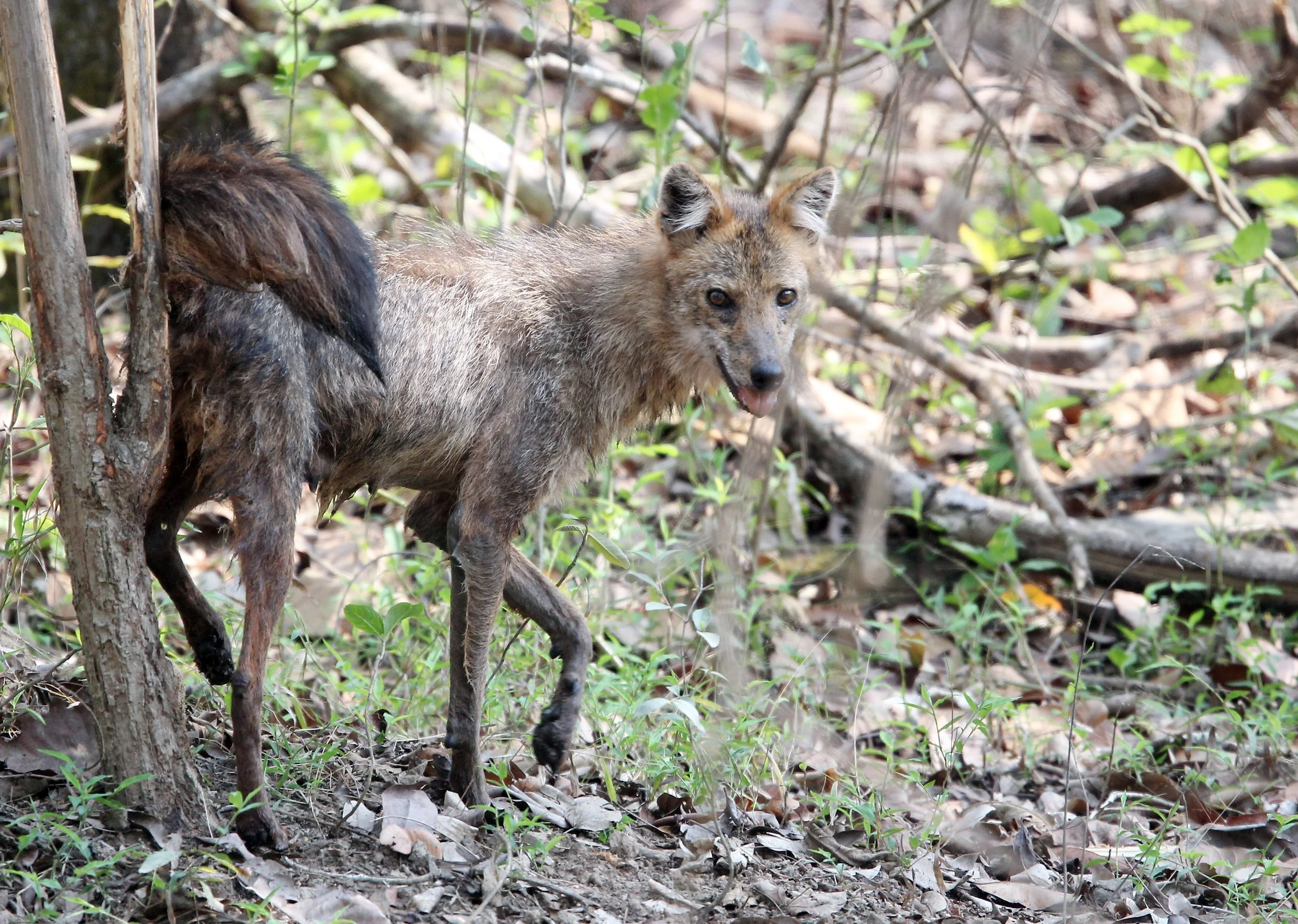 Scruffy Golden Jackal (Canis aureus)