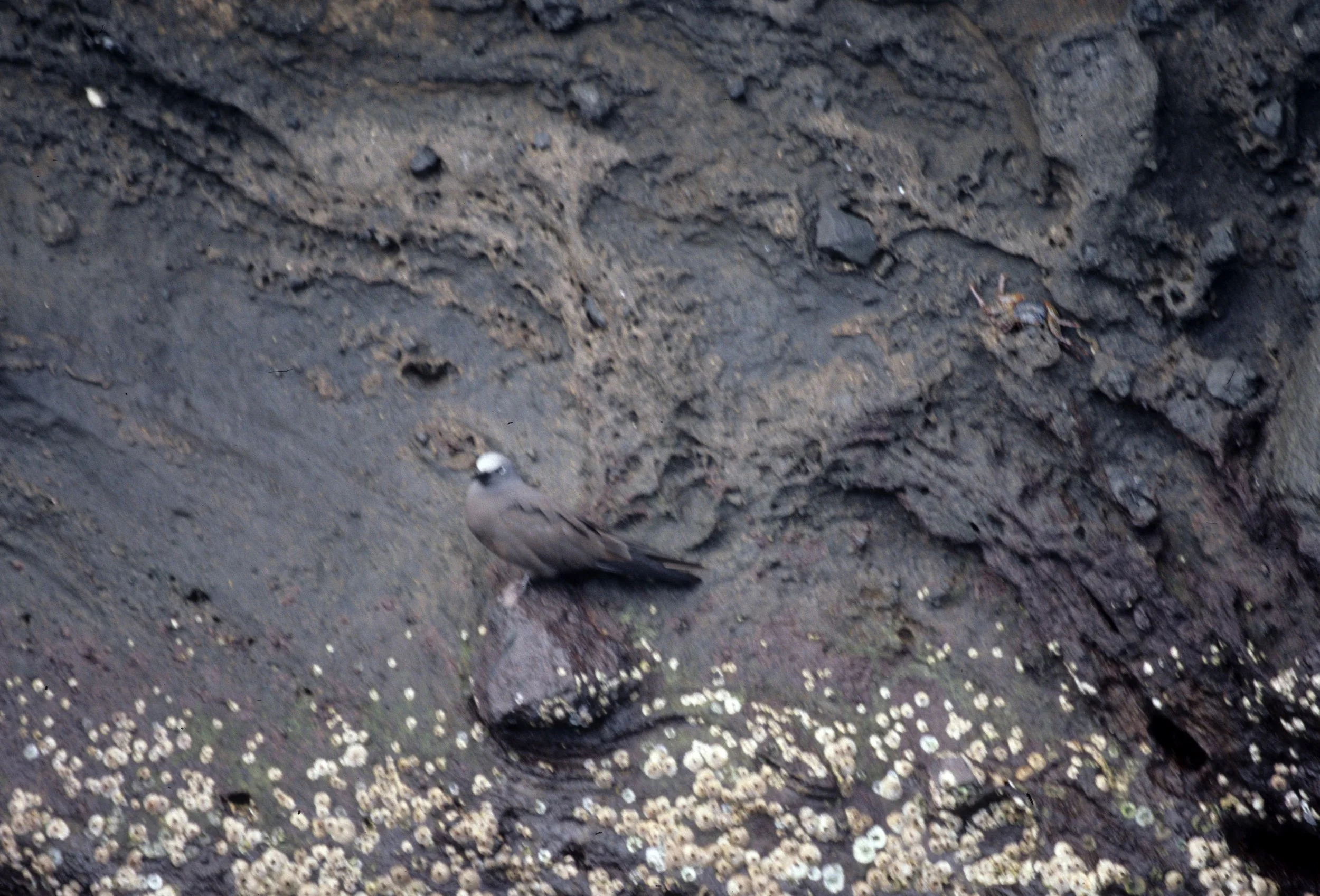 BIRD - TERN - COMMON NODDY - GALAPAGOS.jpg