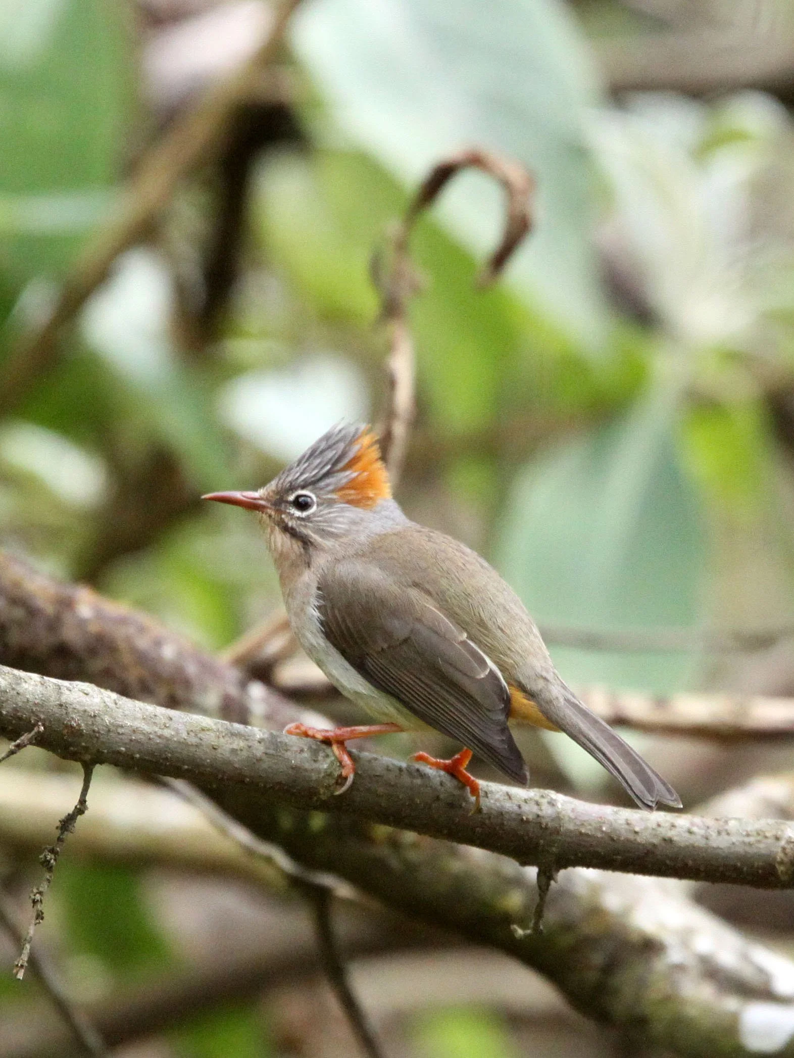 Rufous-vented Yuhina (Yuhina occipitalis) Wuliangshan Reserve, Yunnan China (16).JPG