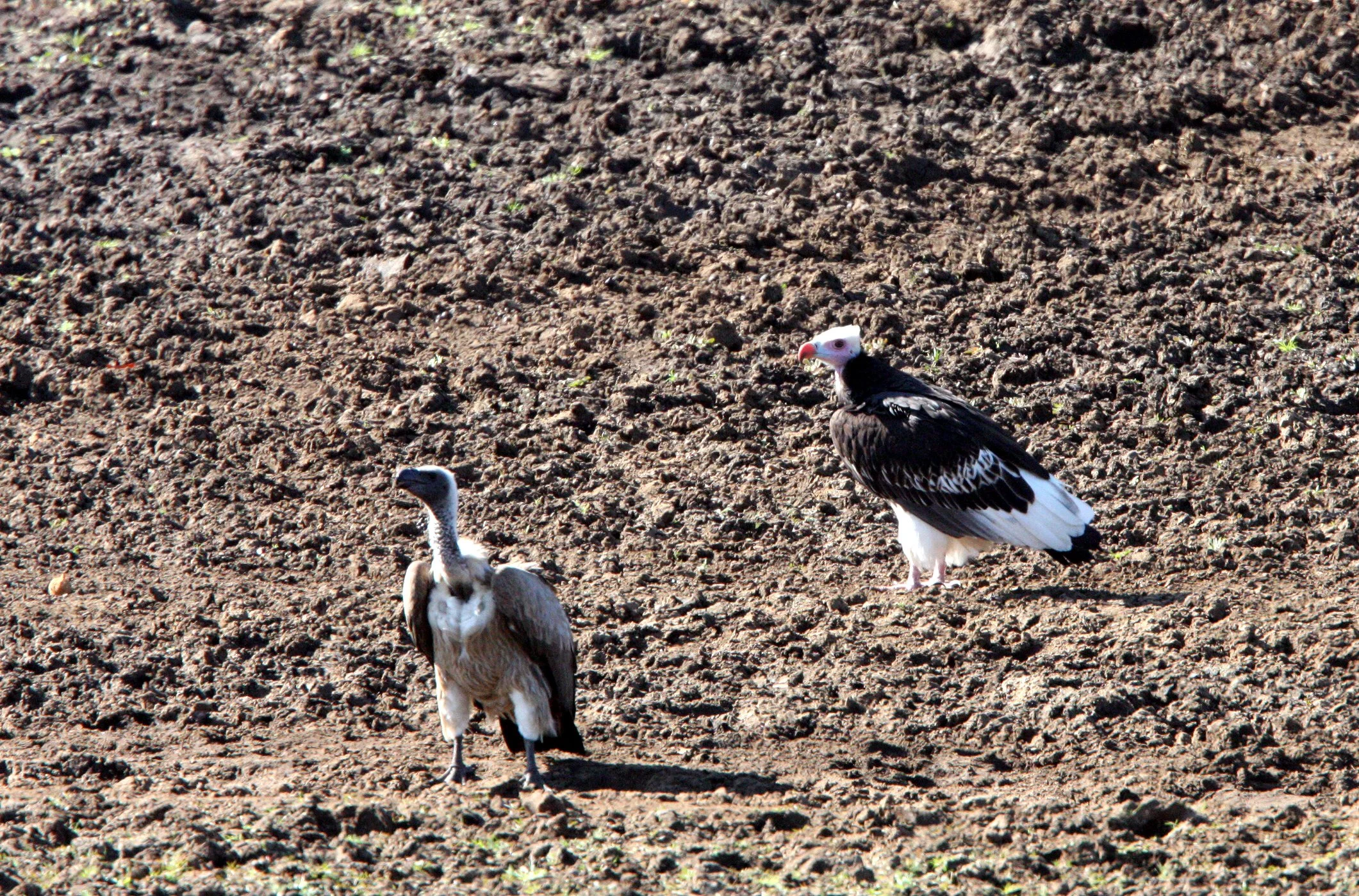 Gyps africanus - WHITE-BACKED VULTURE AND WHITE-HEADED VULTURE - Trigonoceps occipitalis - KRUGER NATIONAL PARK SOUTH AFRICA (6).JPG