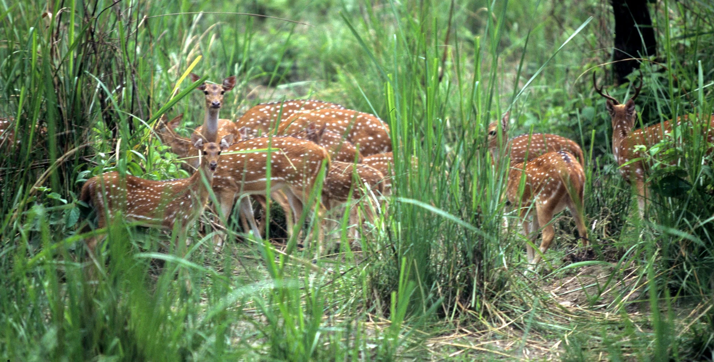 CERVID - DEER - SIKA DEER - INDIAN SUBSPECIES - CHITWAN.jpg