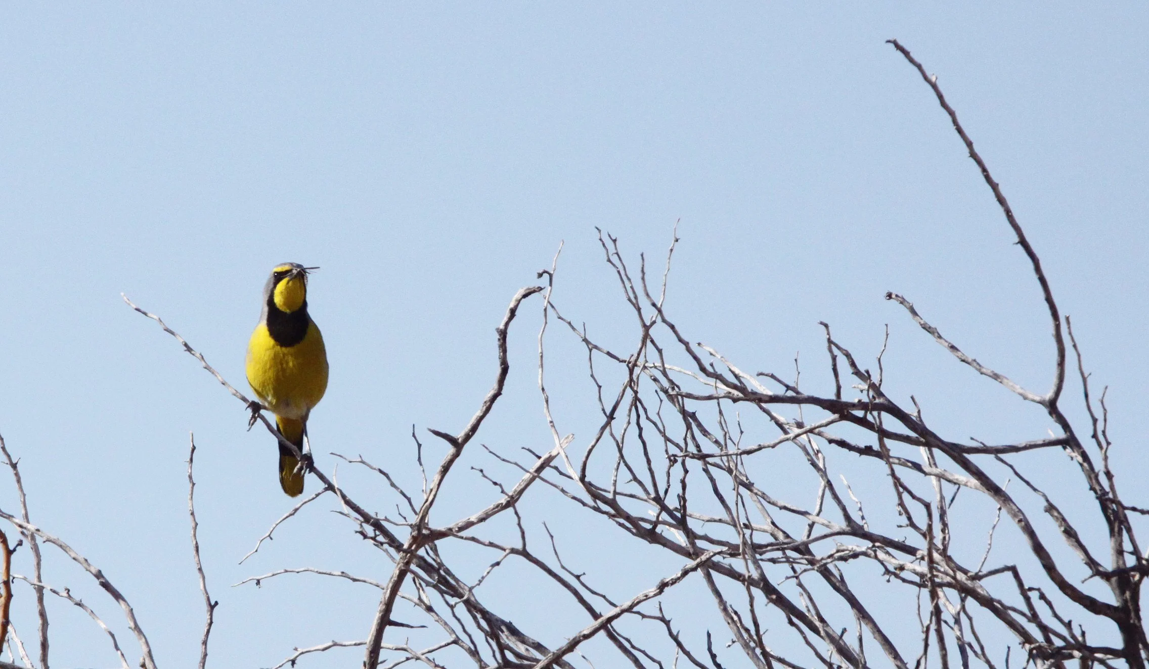 Bokmakierie (Telophorus zeylonus) Augrabies Falls South Africa (7).JPG