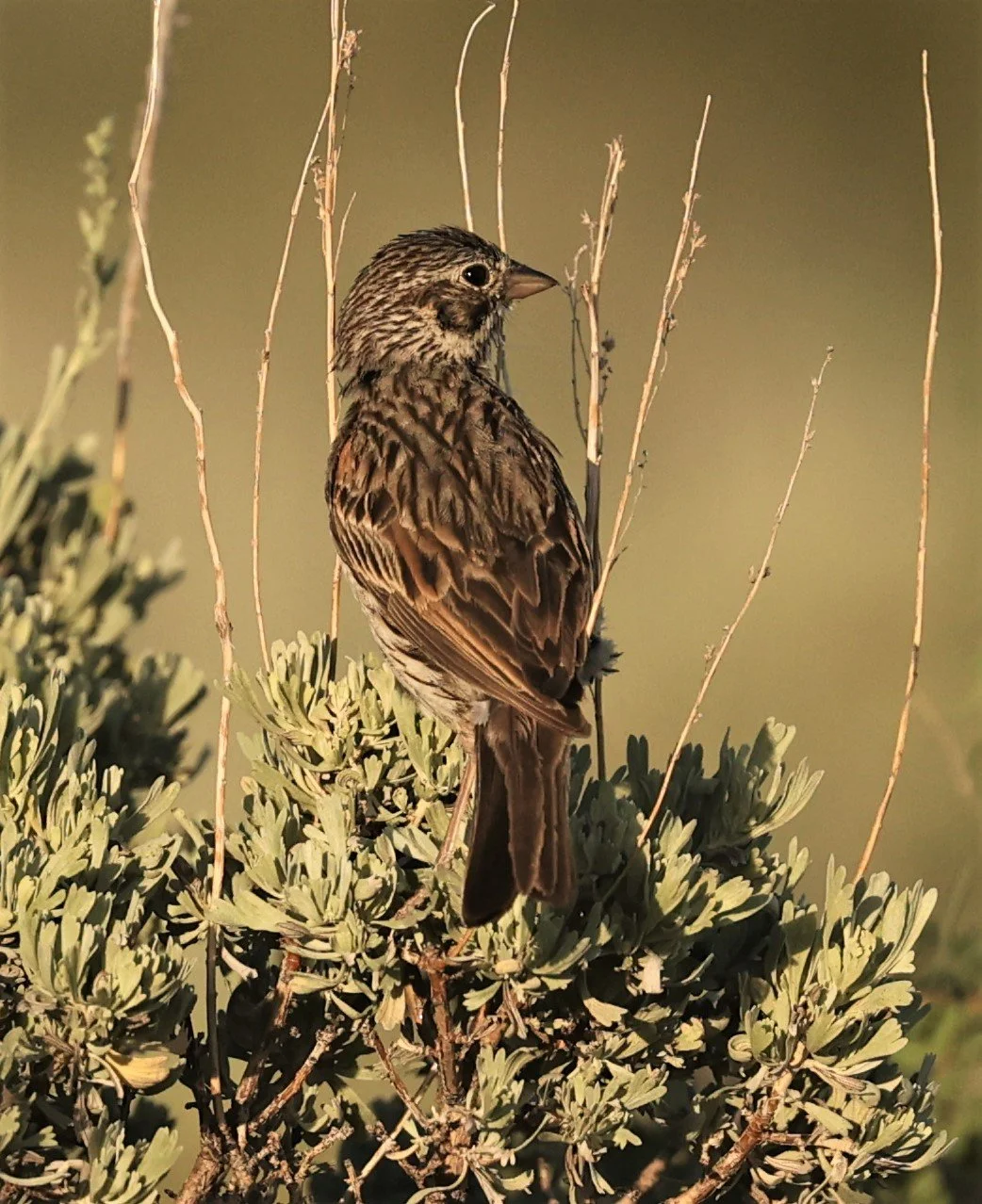 Vesper Sparrow (Pooecetes gramineus) Fossil Buttes National Monument Wyoming (6).jpg