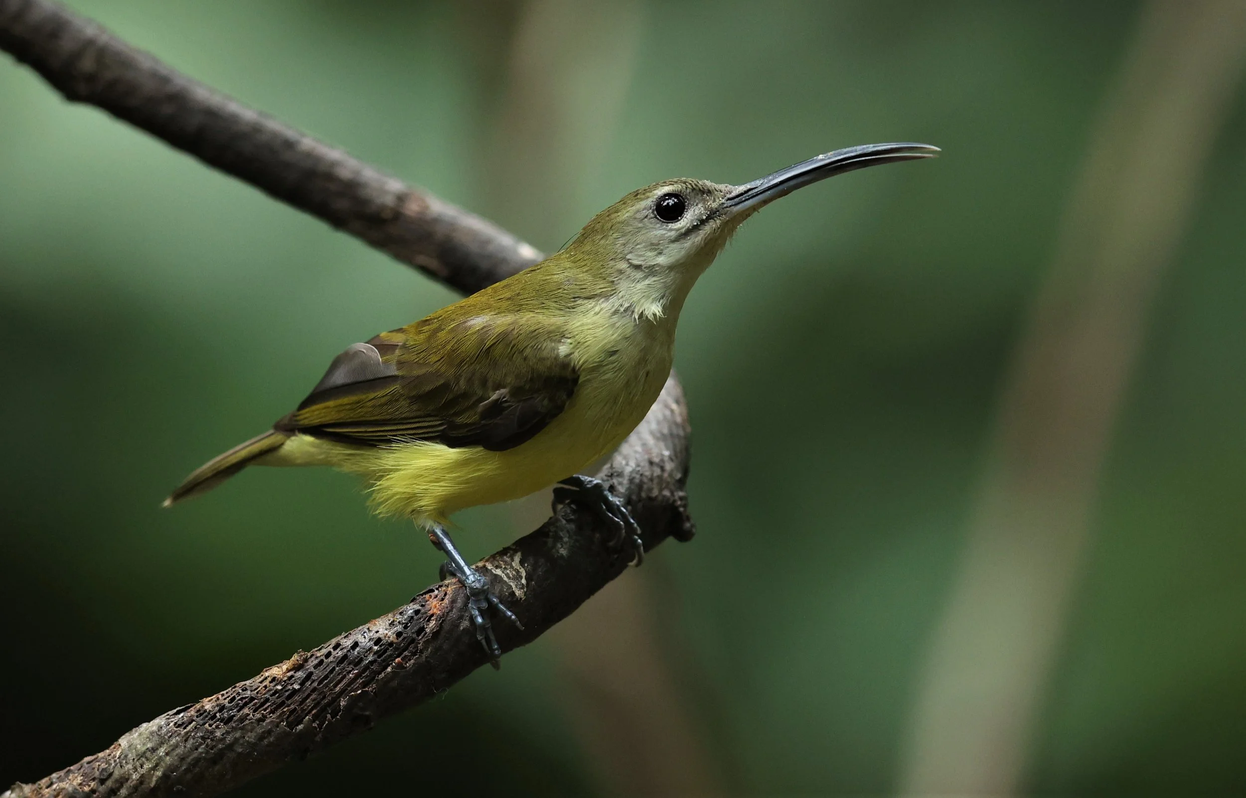 SPIDERHUNTER - LITTLE SPIDERHUNTER - Arachnothera longirostra - DOI INTHANON NP CHIANG MAI, DEC 2021 (15).JPG