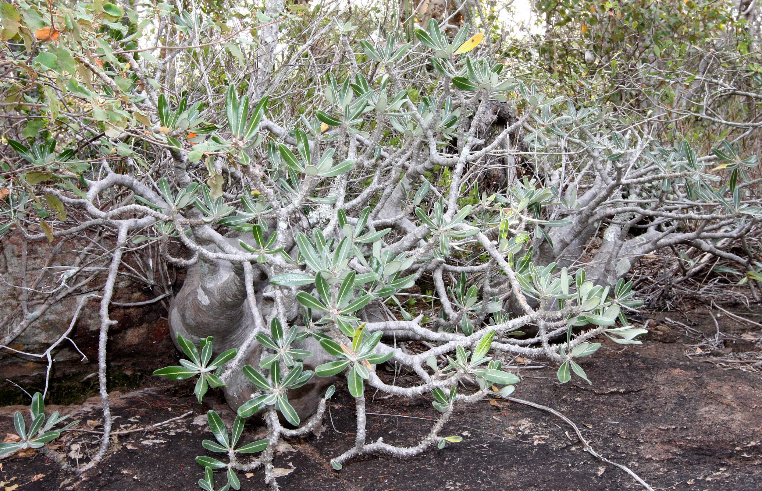 PLANT - PACHYPODIUM HOROMBENSE - ANDOHAHELA NATIONAL PARK MADGASCAR (2).JPG