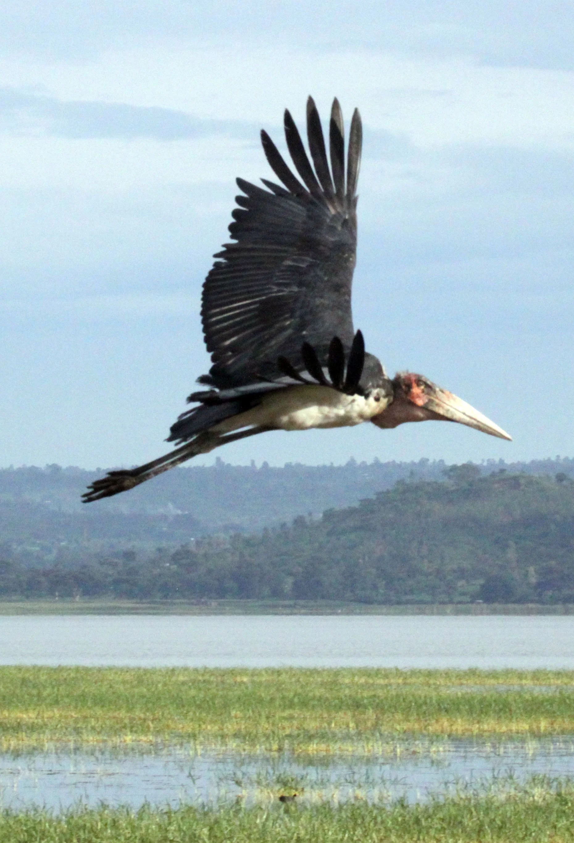STORK - MARABOU STORK - Leptoptilos crumenifer - LAKE AWASSA ETHIOPIA (3).JPG