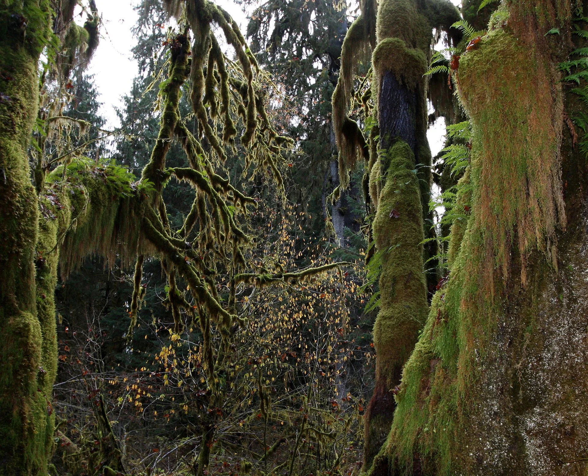 HOH RAINFOREST WA (41).JPG
