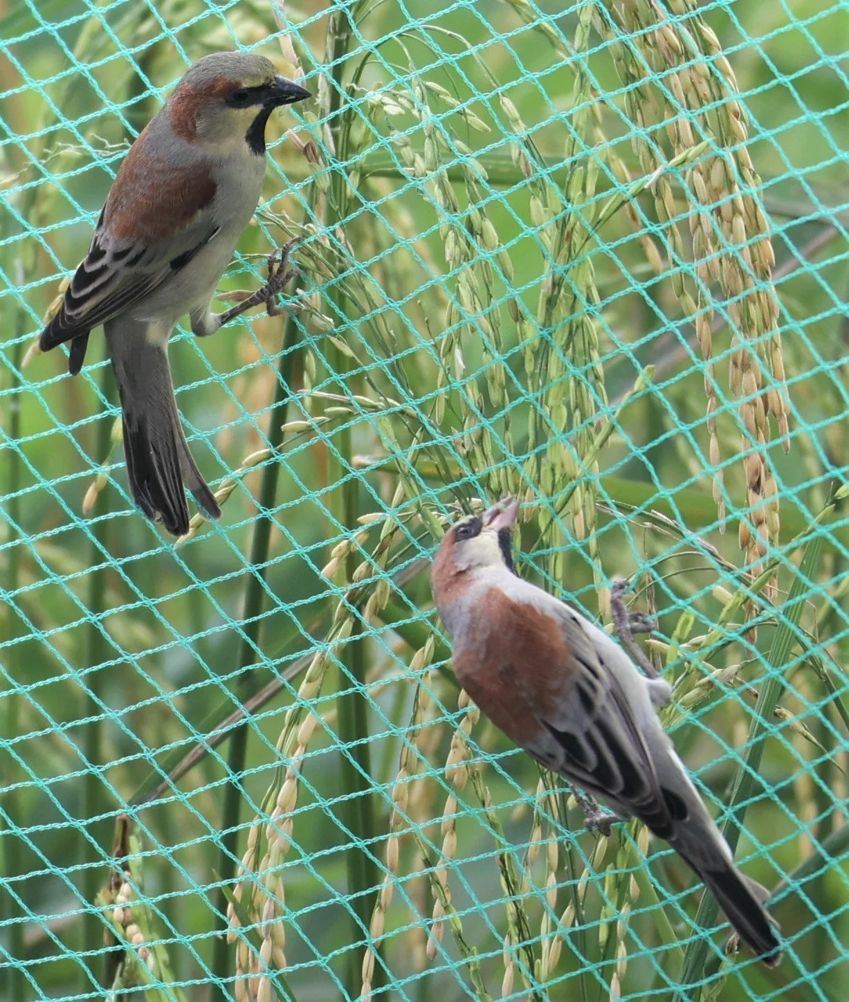 Plain-backed Sparrow (Passer flaveolus) Pathum Thani Rice Research Center (8).jpg