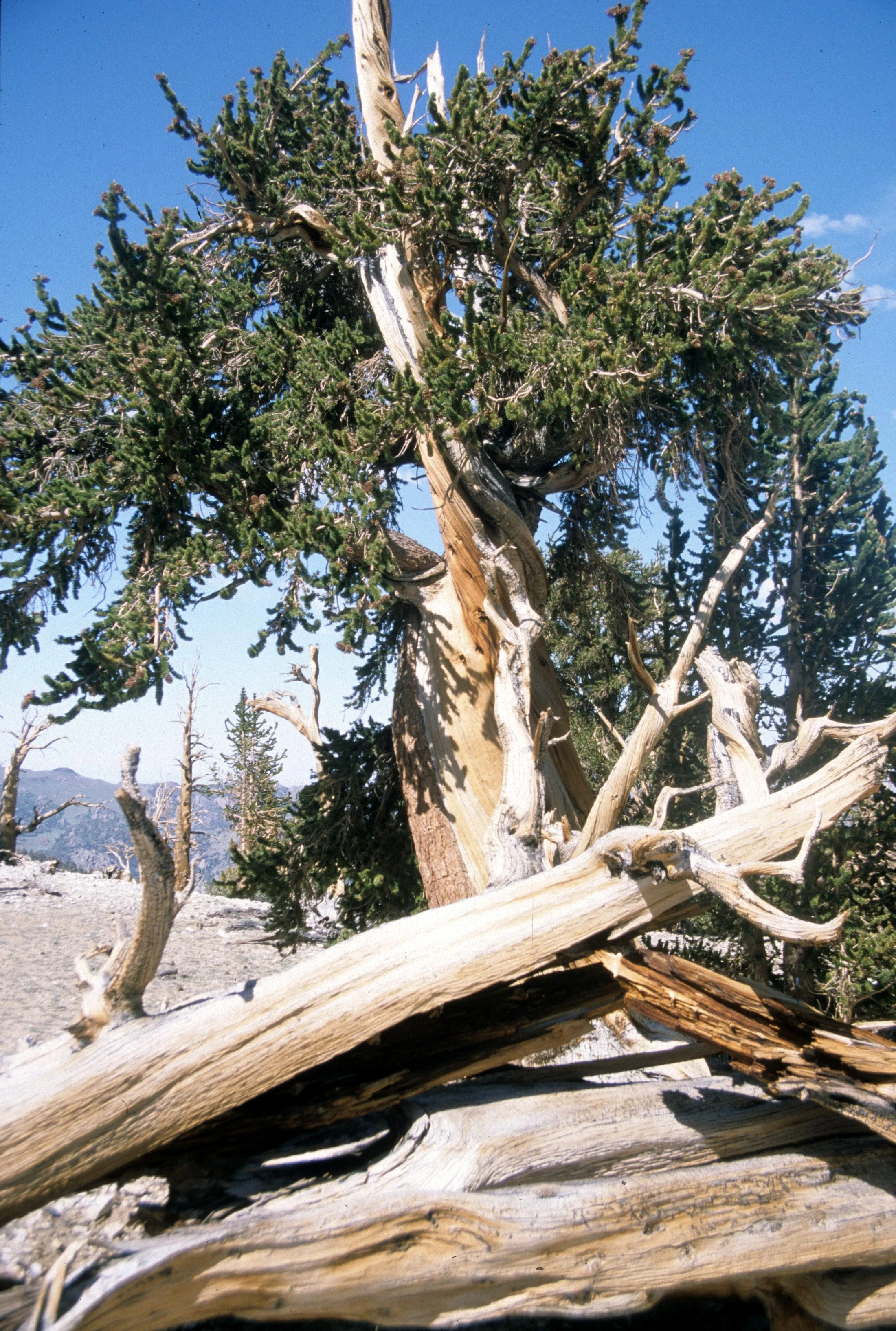 CALIFORNIA - WHITE MOUNTAINS - WRECK (7).jpg