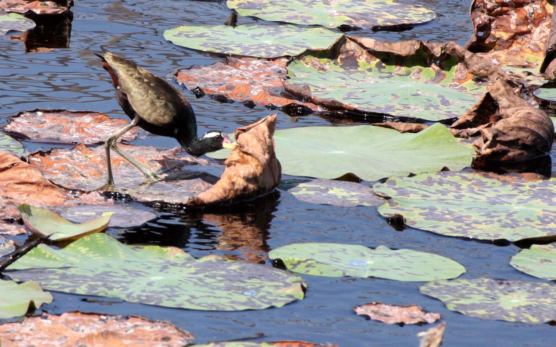 JACANA - BRONZE-WINGED JACANA - KHAO SAM ROI YOT THAILAND.JPG
