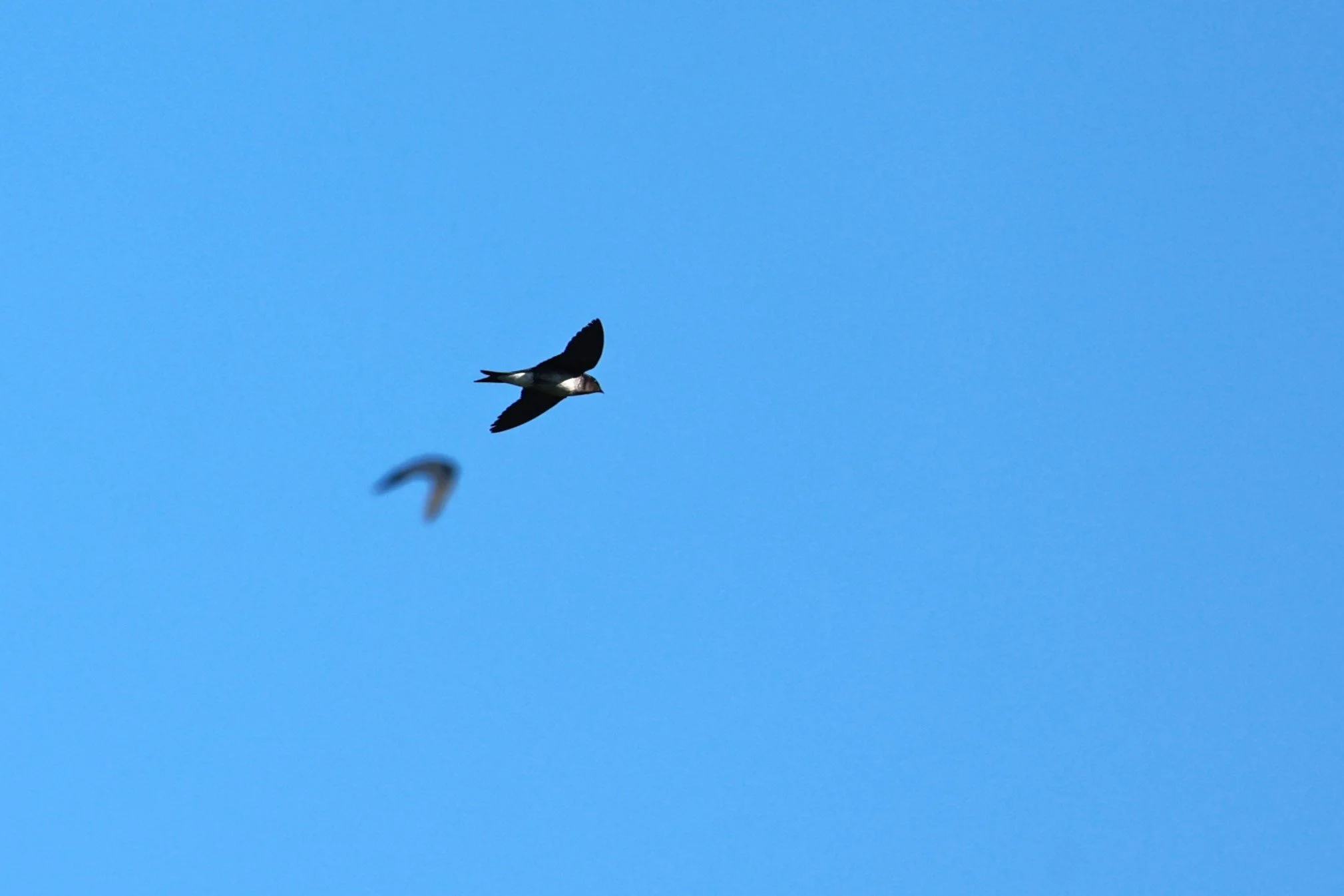 Lesser Swallow-tailed Swift - Panyptila cayennensis - Illeus, Bahia Brazil, Una Township Area (1)