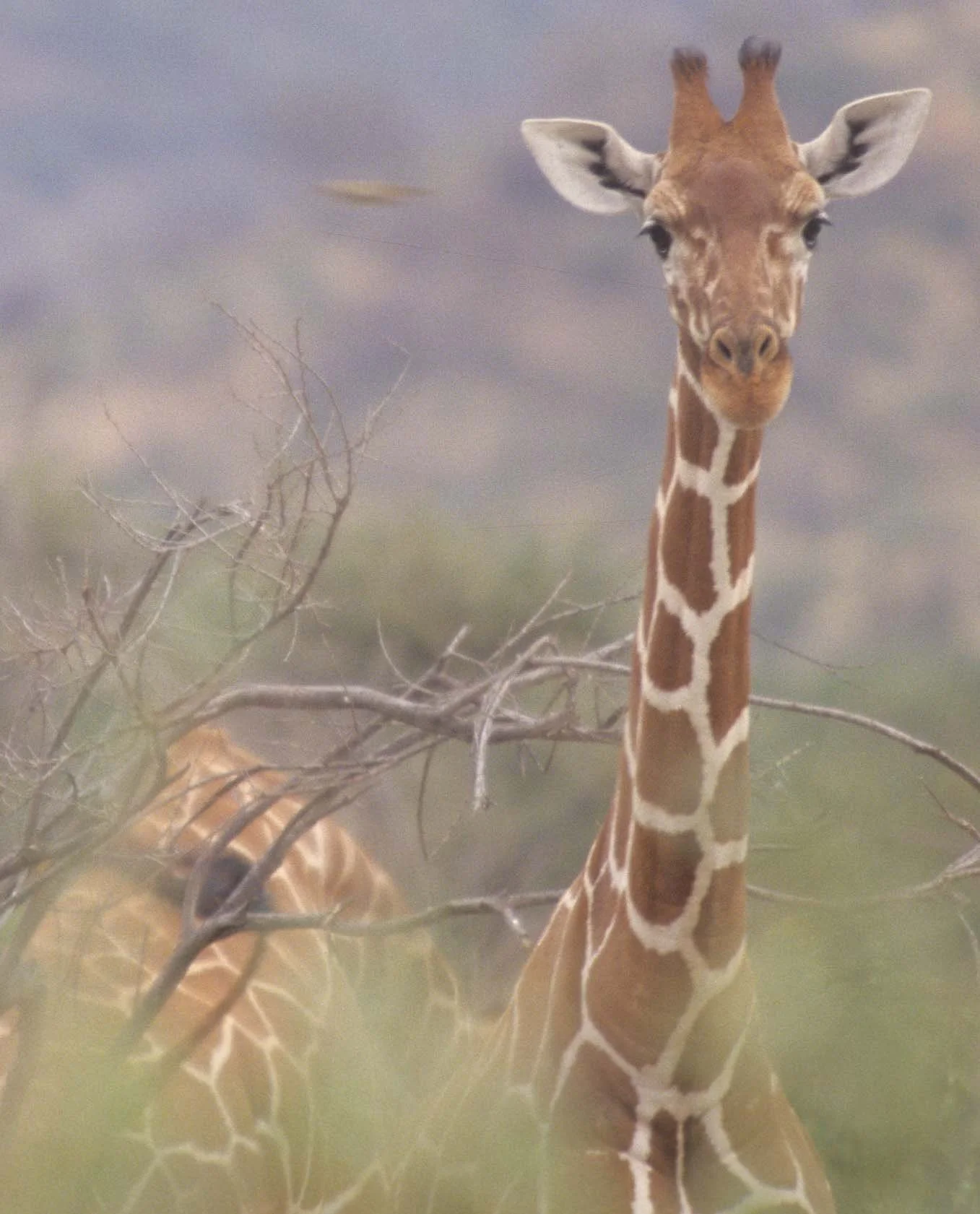 GIRAFFE-RETICULATED - SHABAA.jpg