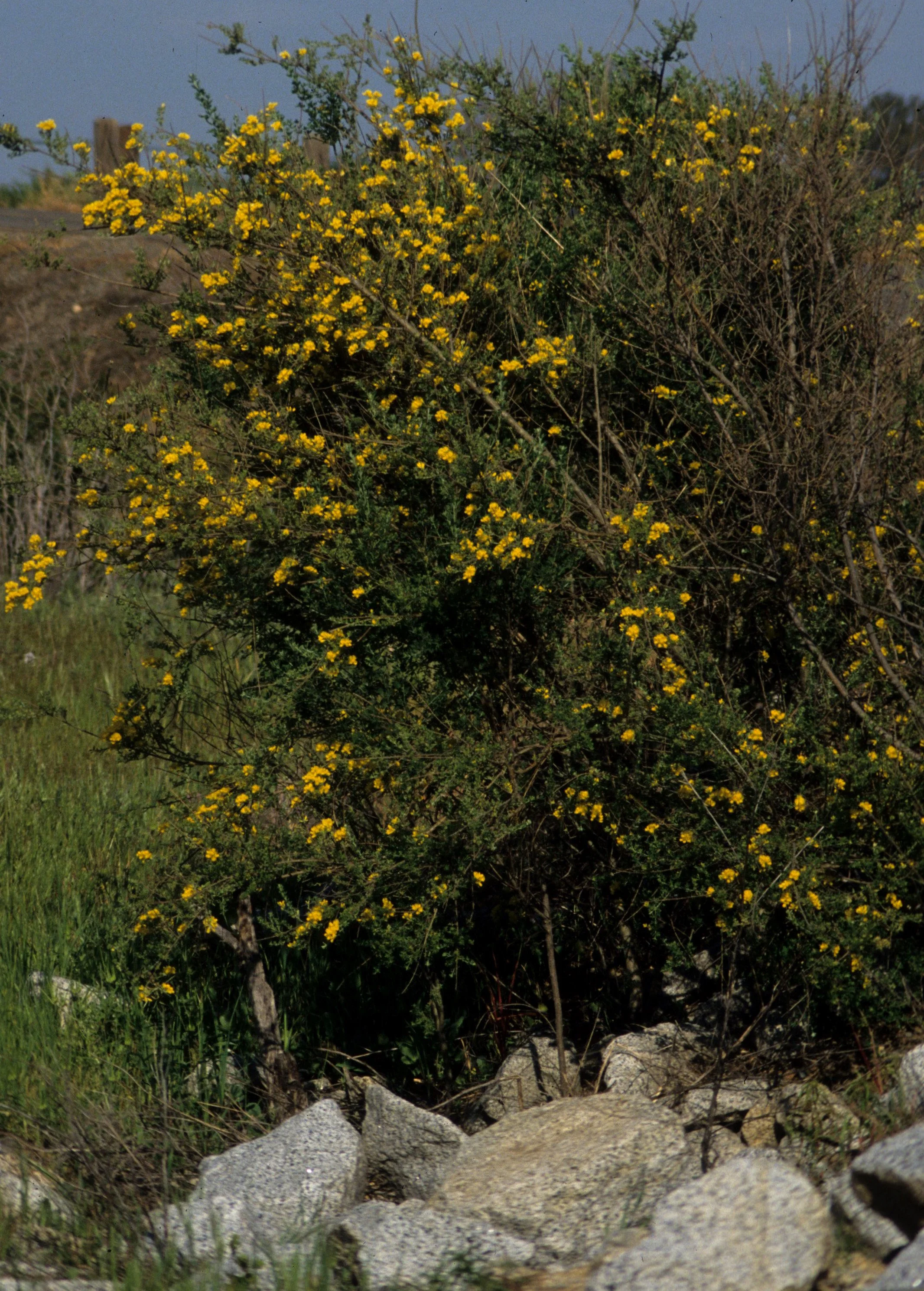 AMERICAN RIVER - SCOTCH BROOM - INTRODUCED INVASIVES A.jpg