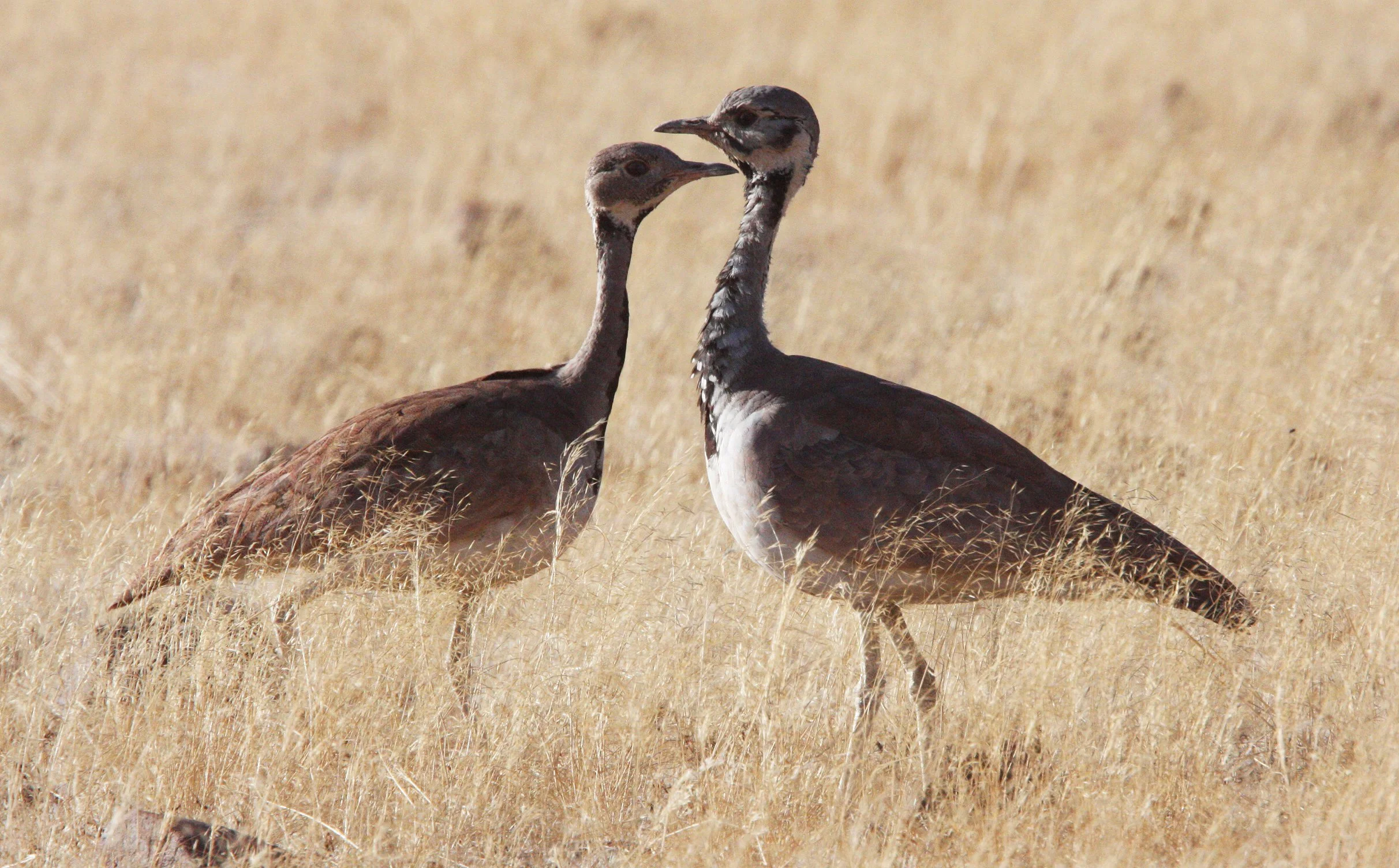 Ruppell's Korhaan (Eupodotis reupellii) Damaraland Namibia (5).JPG