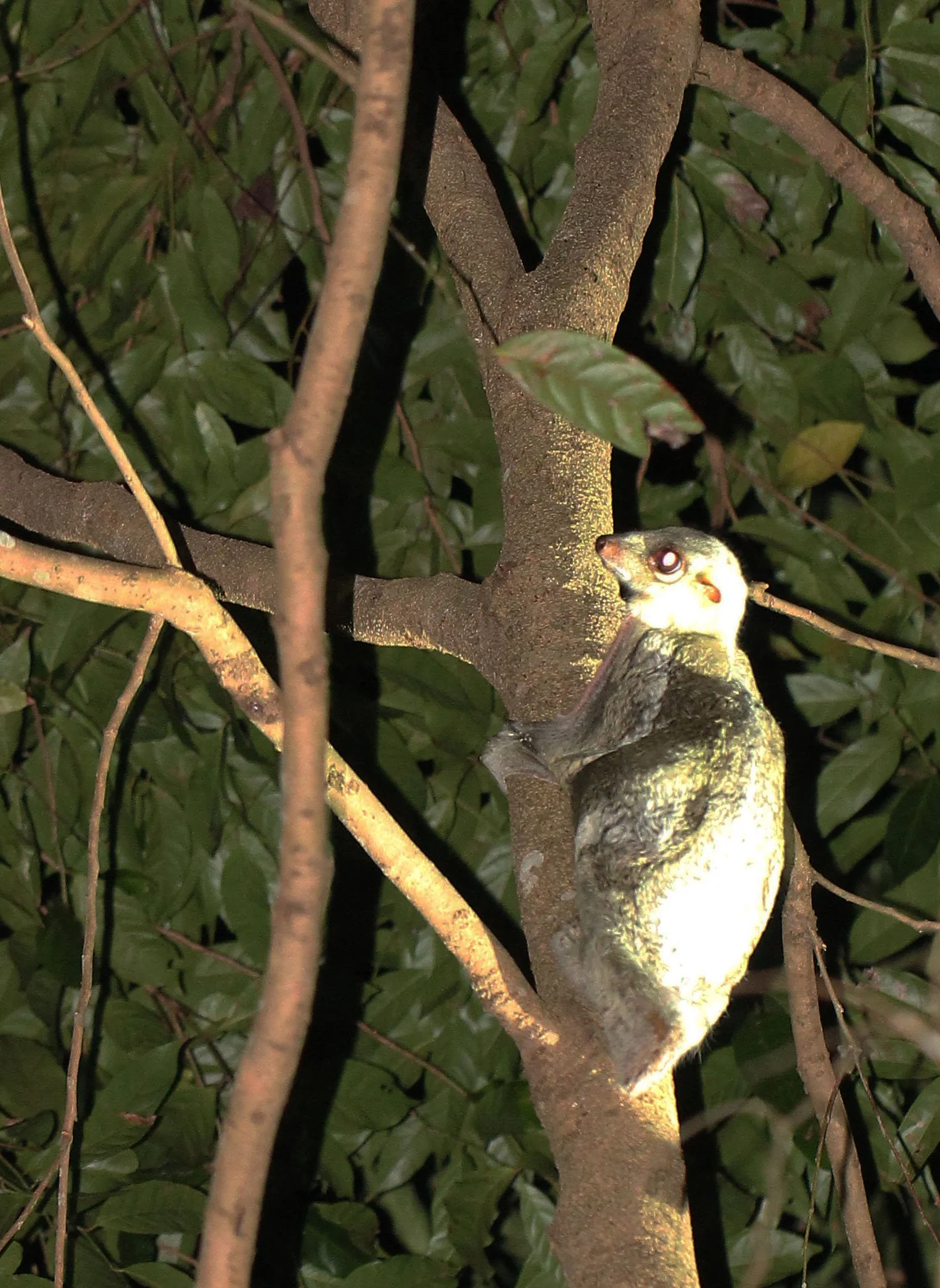 COLUGO - SUNDA COLUGO - Galeopterus variegatus - LANTA ISLAND THAILAND. KOH LANTA NATIONAL PARK, THE OTHERSIDE VILLAS (35).JPG