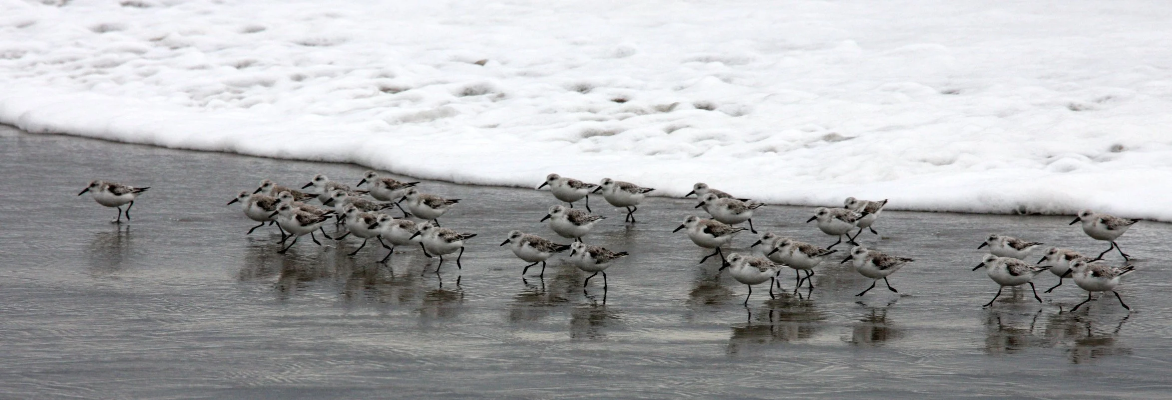 BIRD - SANDERLINGS - SUNSET BEACH STATE BEACH CALIFORNIA (4).JPG