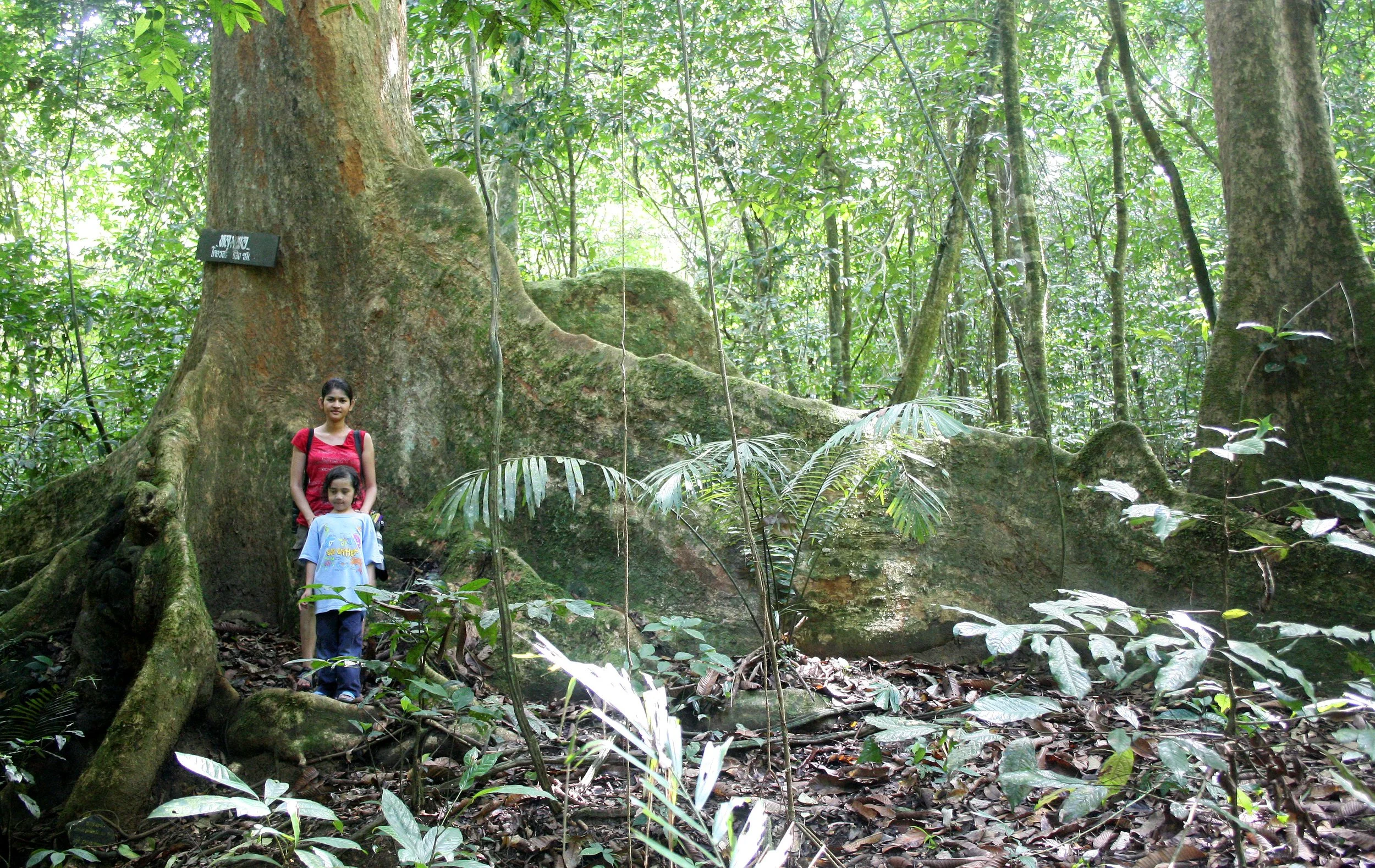 KRUNG CHIN NP THAILAND - FOREST GIANT (3).JPG