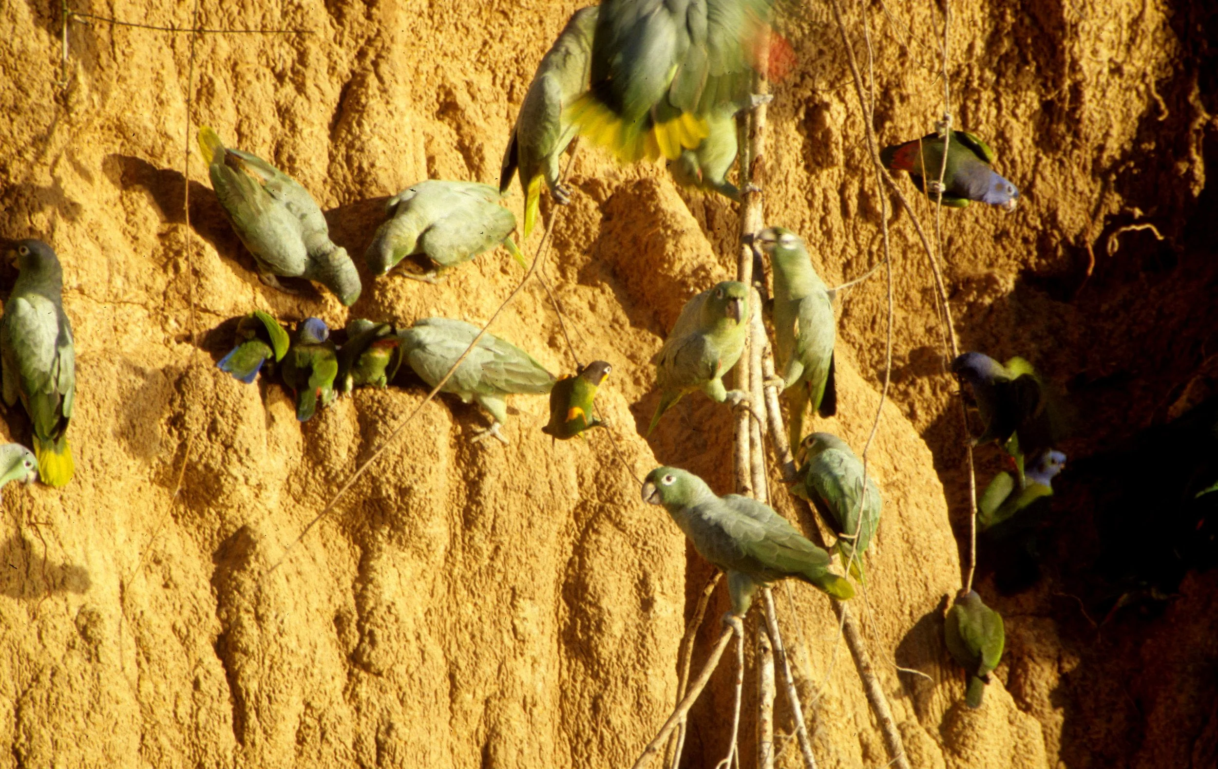 BIRD - PARROT - MEALY - MANU PERU E.jpg