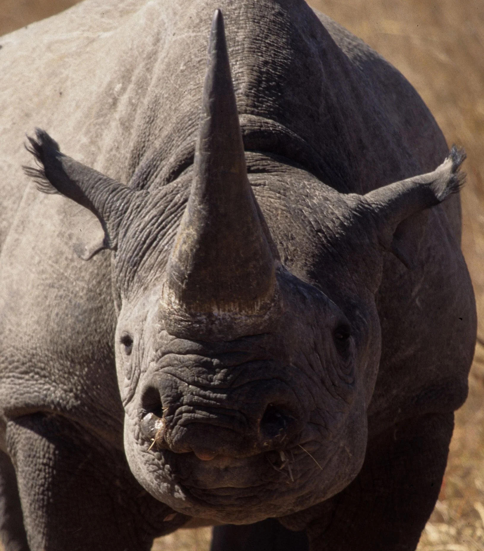 RHINO- BLACK - ZIMBABWE 17A.jpg