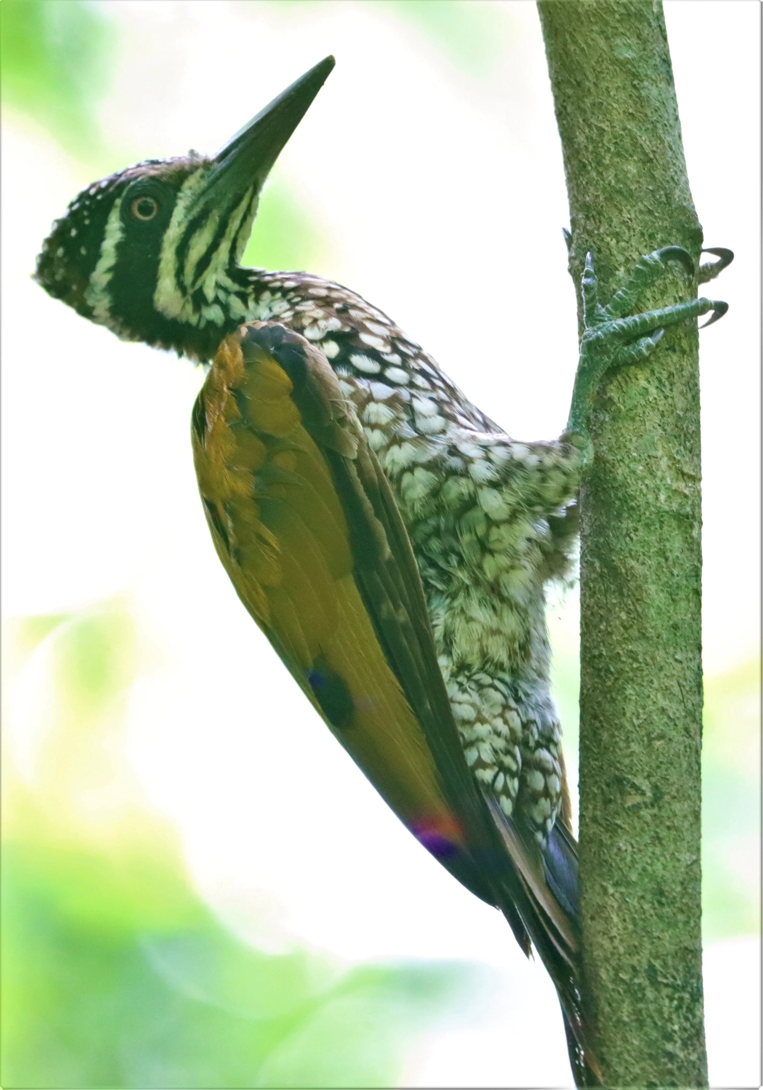 WOODPECKER - GREATER FLAMEBACK - Chrysocolaptes lucidus - KAENG KRACHAN NP THAILAND LUNG SIN HIDE (11).jpg