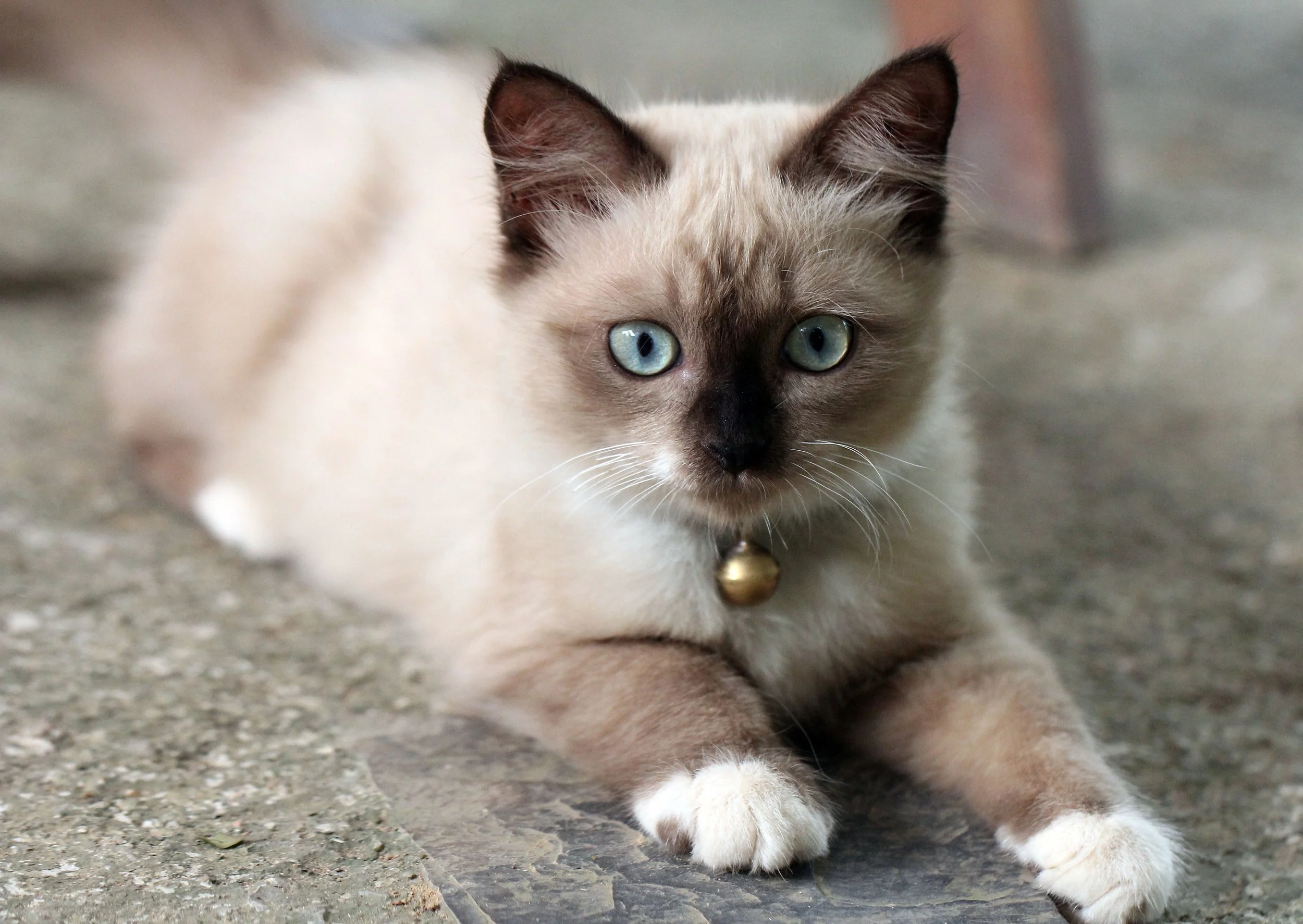 2015 Koh Lanta October Break Trip  (188).JPG