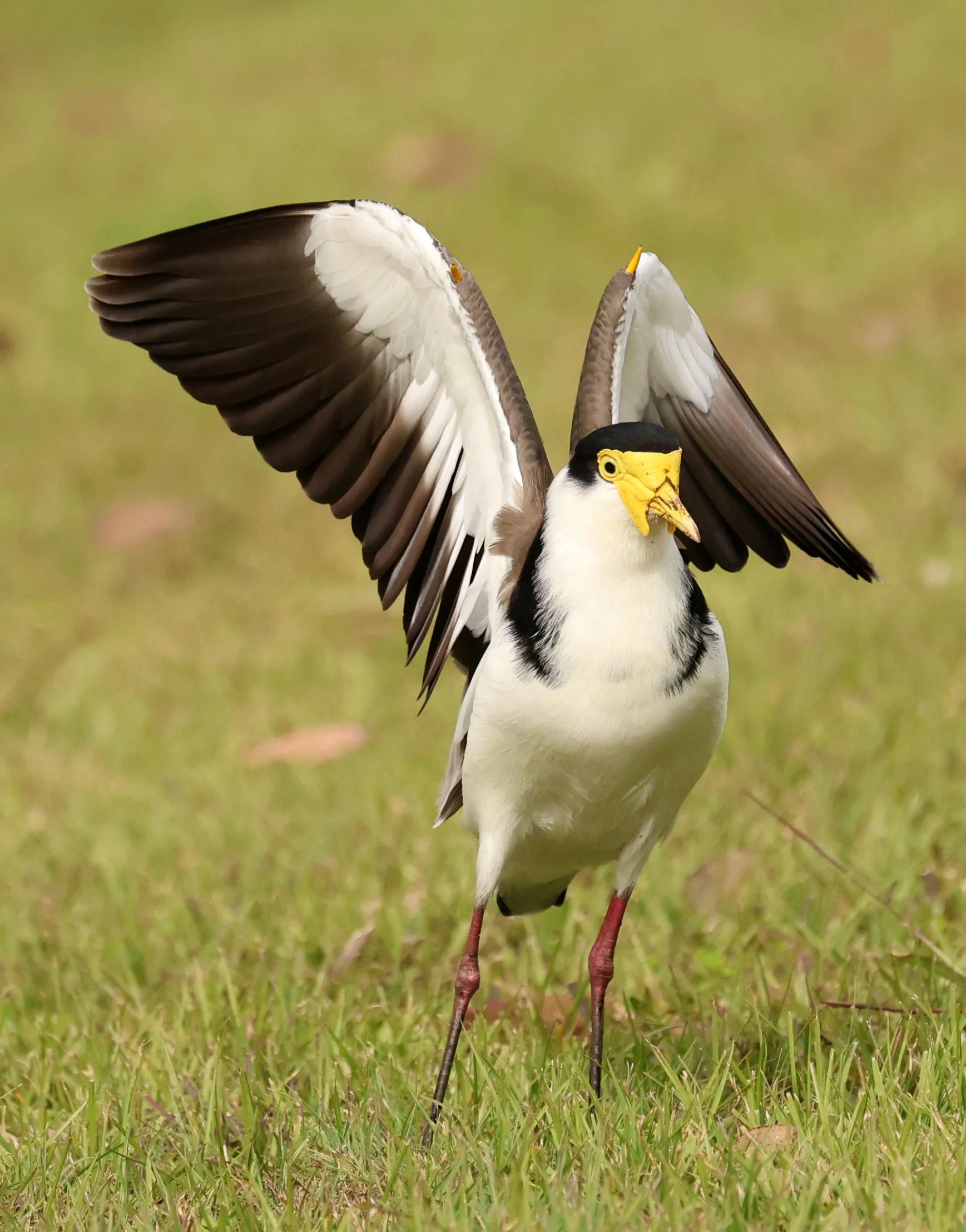 Masked Lapwing (Vanellus miles) Canungra near Lamington NP - Queensland (18).jpg