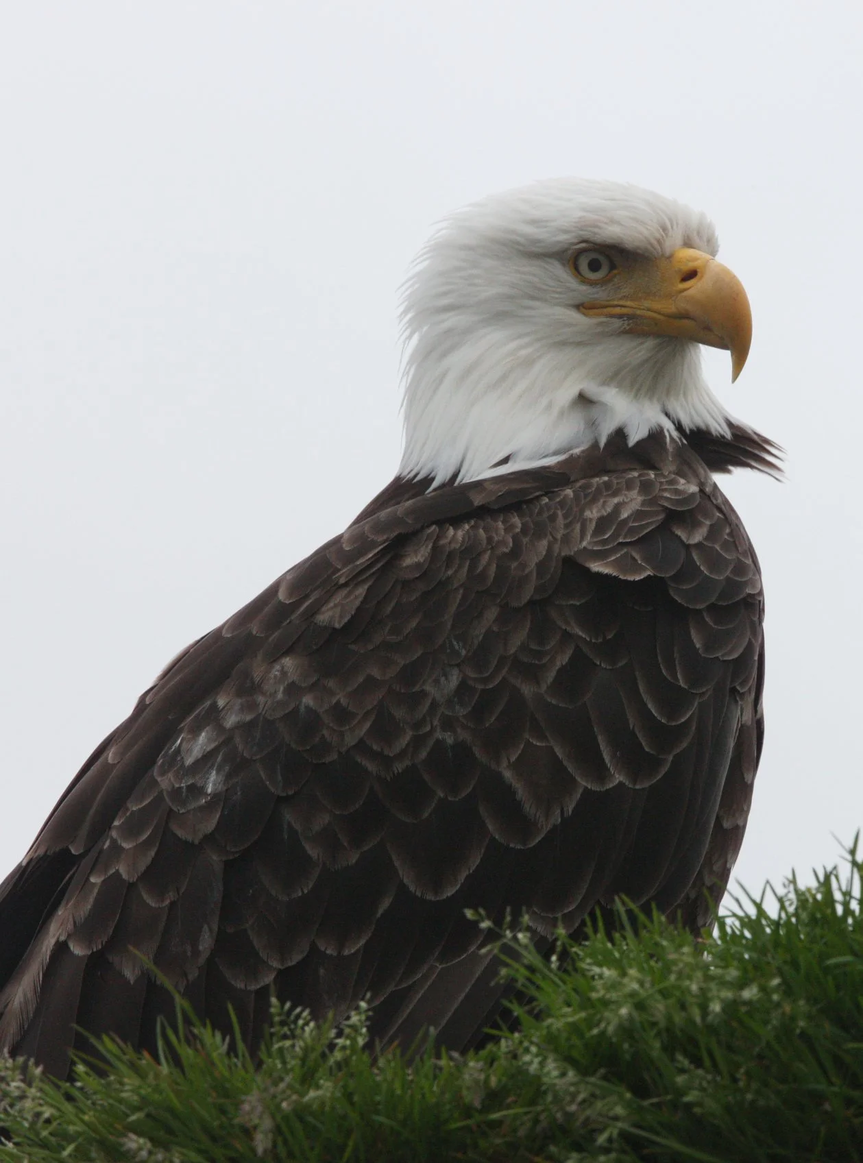 Haliaeetus leucocephalus - AMERICAN BALD EAGLE - KNIGHT INLET BRITISH COLUMBIA (98).JPG