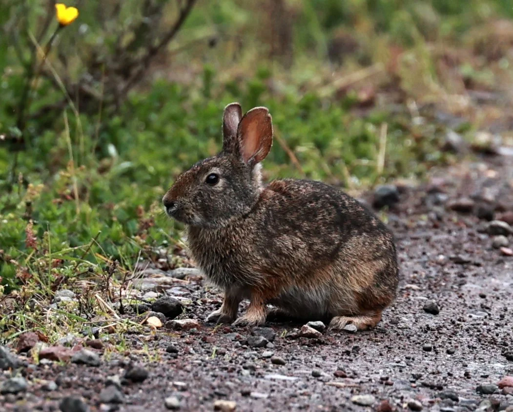 Genus Sylvilagus - Common & Andean Tapeti — Coke Smith Wildlife
