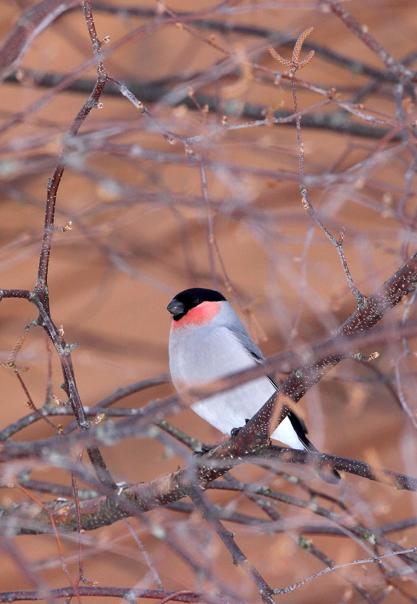 Eurasian Bullfinch (Pyrrhula pyrrhula) Kussharo Lake, Hokkaido Japan (1).JPG
