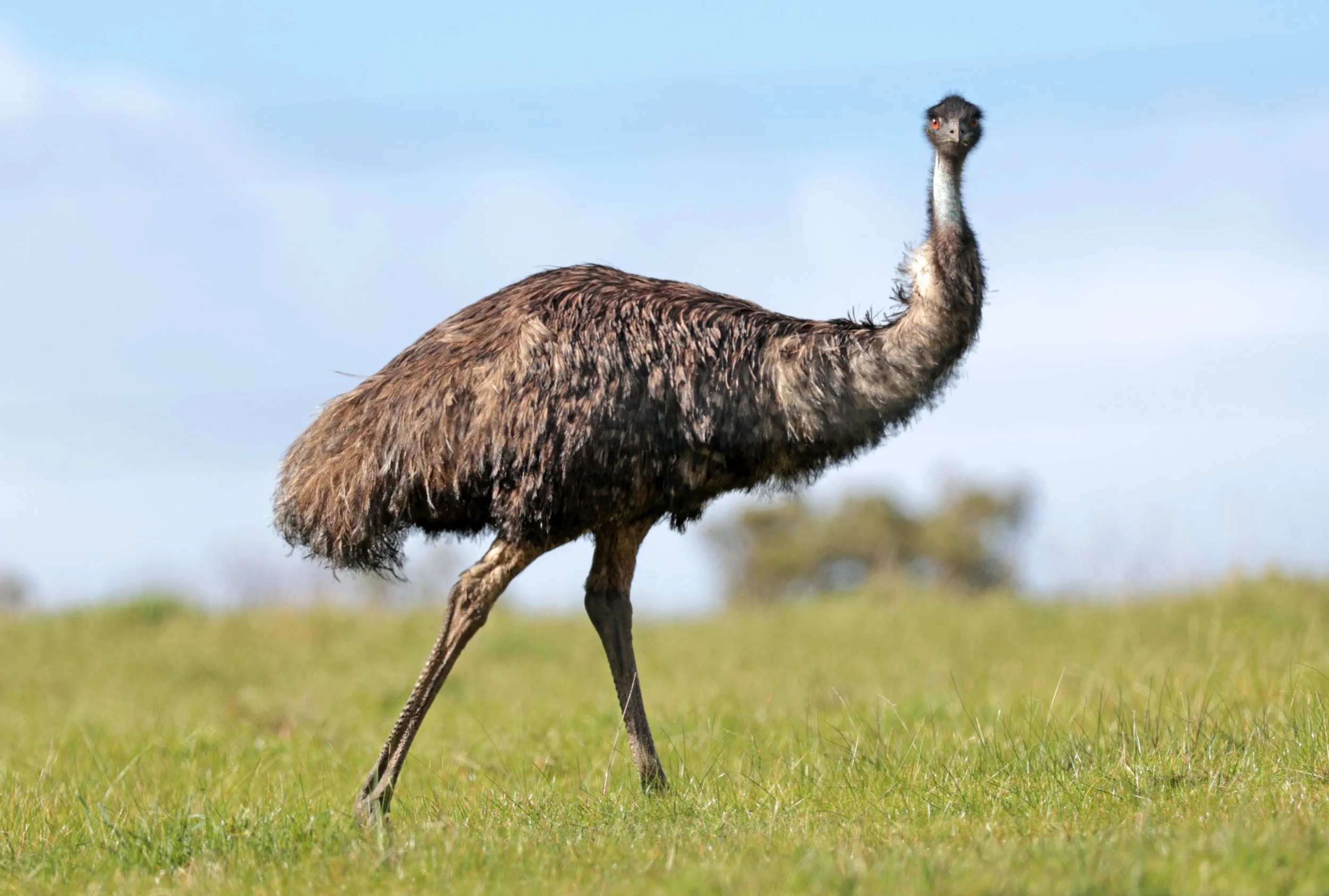 Emu (Dromaius novaehollandiae) Mt Frankland NP - Western Australia (51).jpg