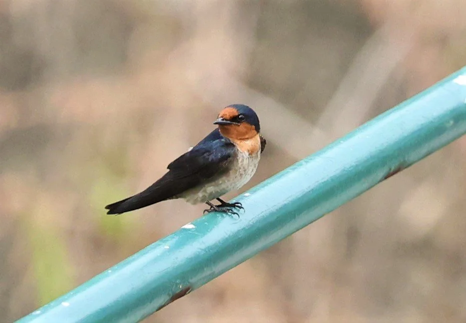Pacific Swallow (Hirundo tahitica) Hala Bala NWS Thailand (2).jpg