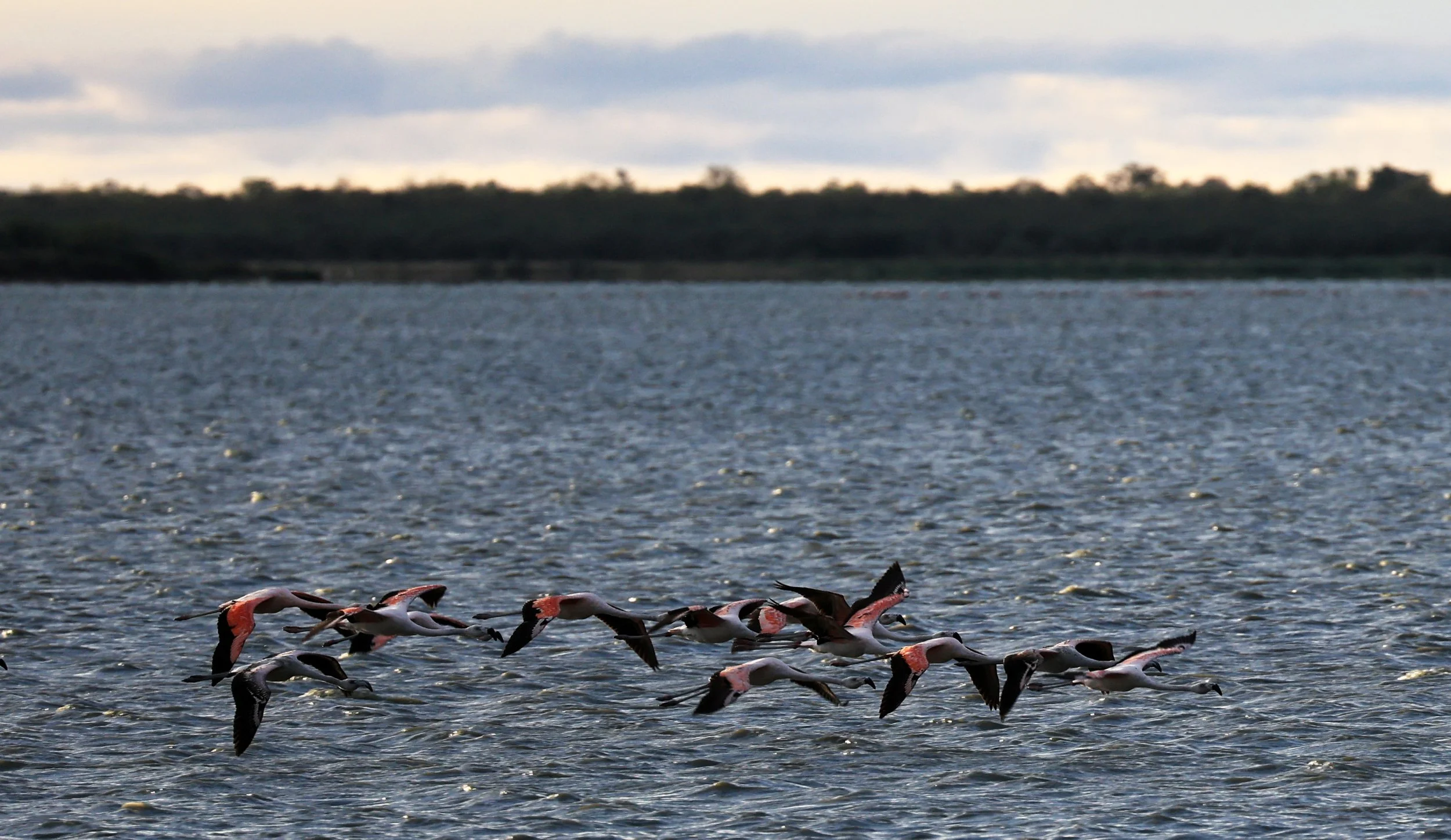 Chilean Flamingo (Phoenicopterus chilensis) Chaco Lodge & Laguna Salada Paraguay (72).jpg