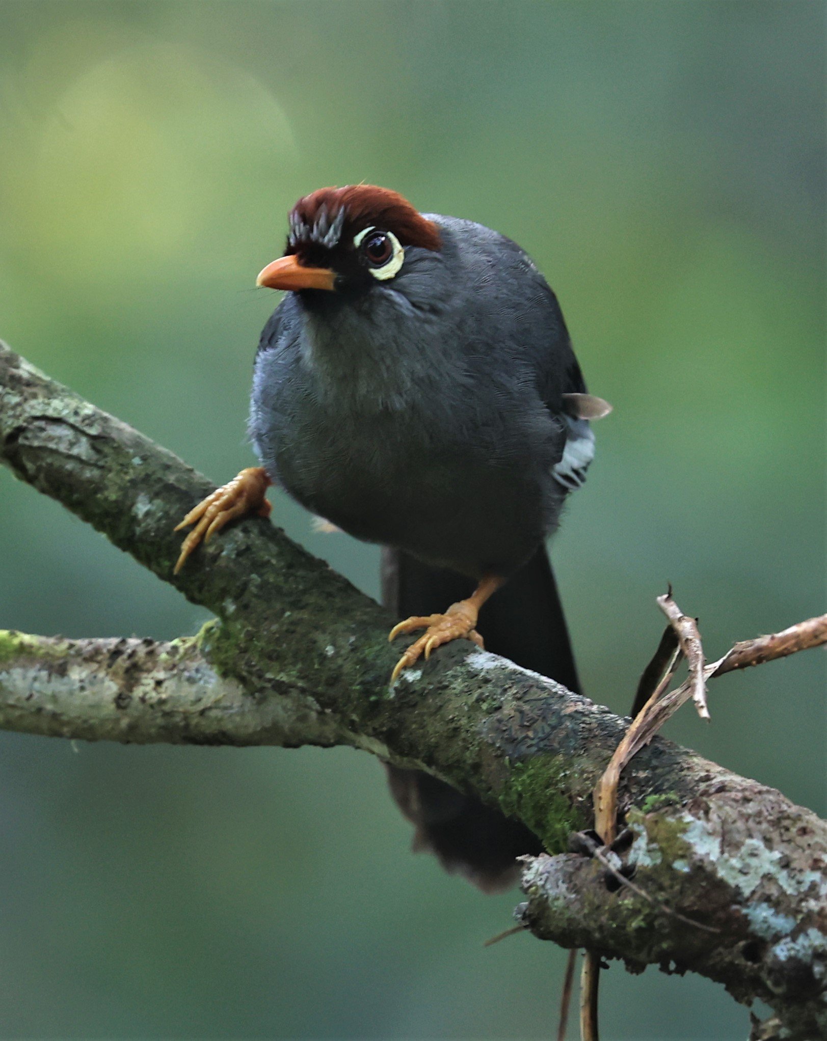 Pterorhinus mitratus - CHESTNUT-CAPPED LAUGHINGTHRUSH - FRASER'S HILL, MALAYSIA JUNE 2022 (10).jpg