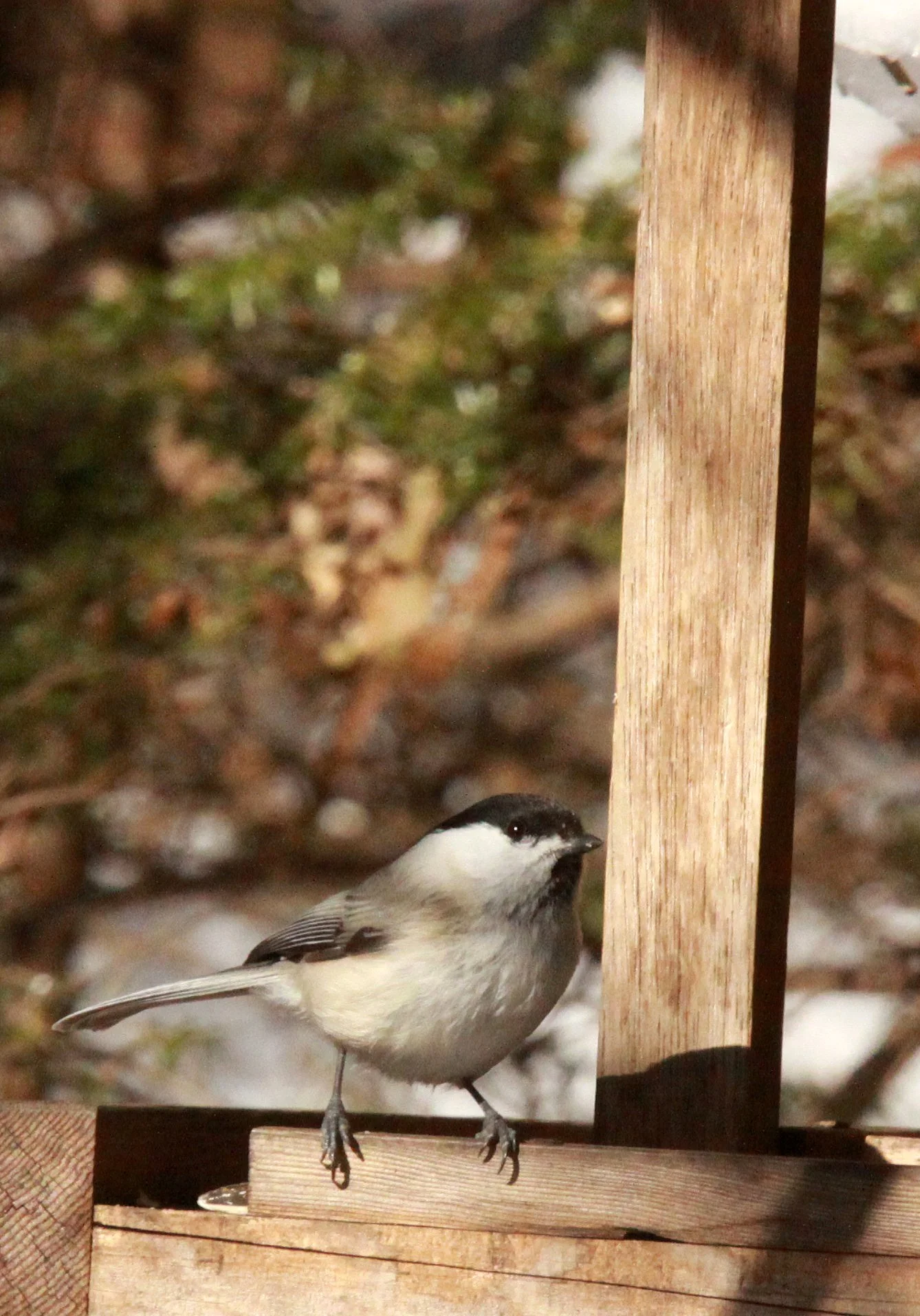 Willow Tit (Poecile montanus) Shiobutsu Onsen Karuizawa Japan (8).JPG