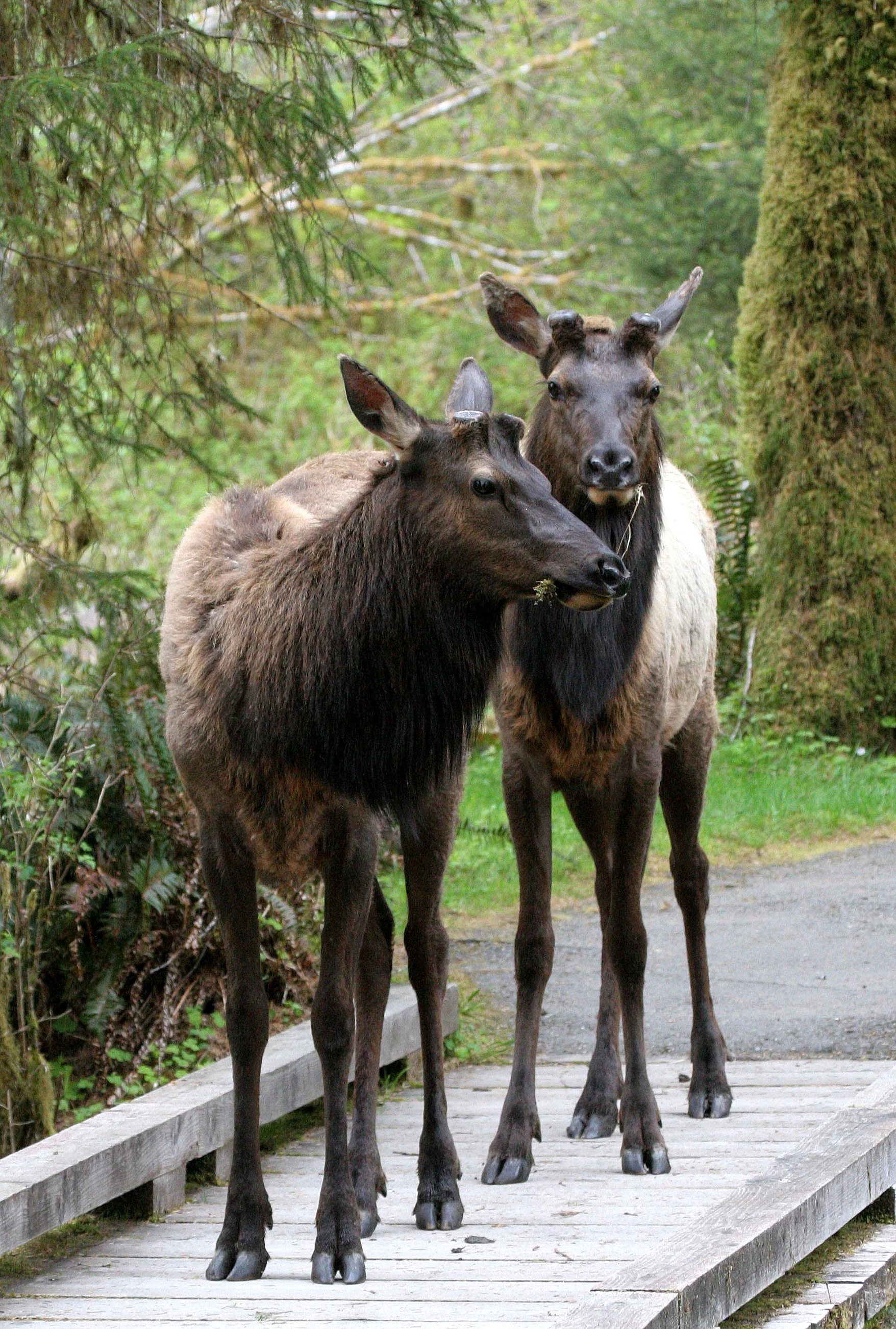 CERVID - ELK - ROOSEVELT ELK - CERVUS ELAPHUS ROOSEVELTI - HOH RIVER VALLEY - ONP WA (57).JPG