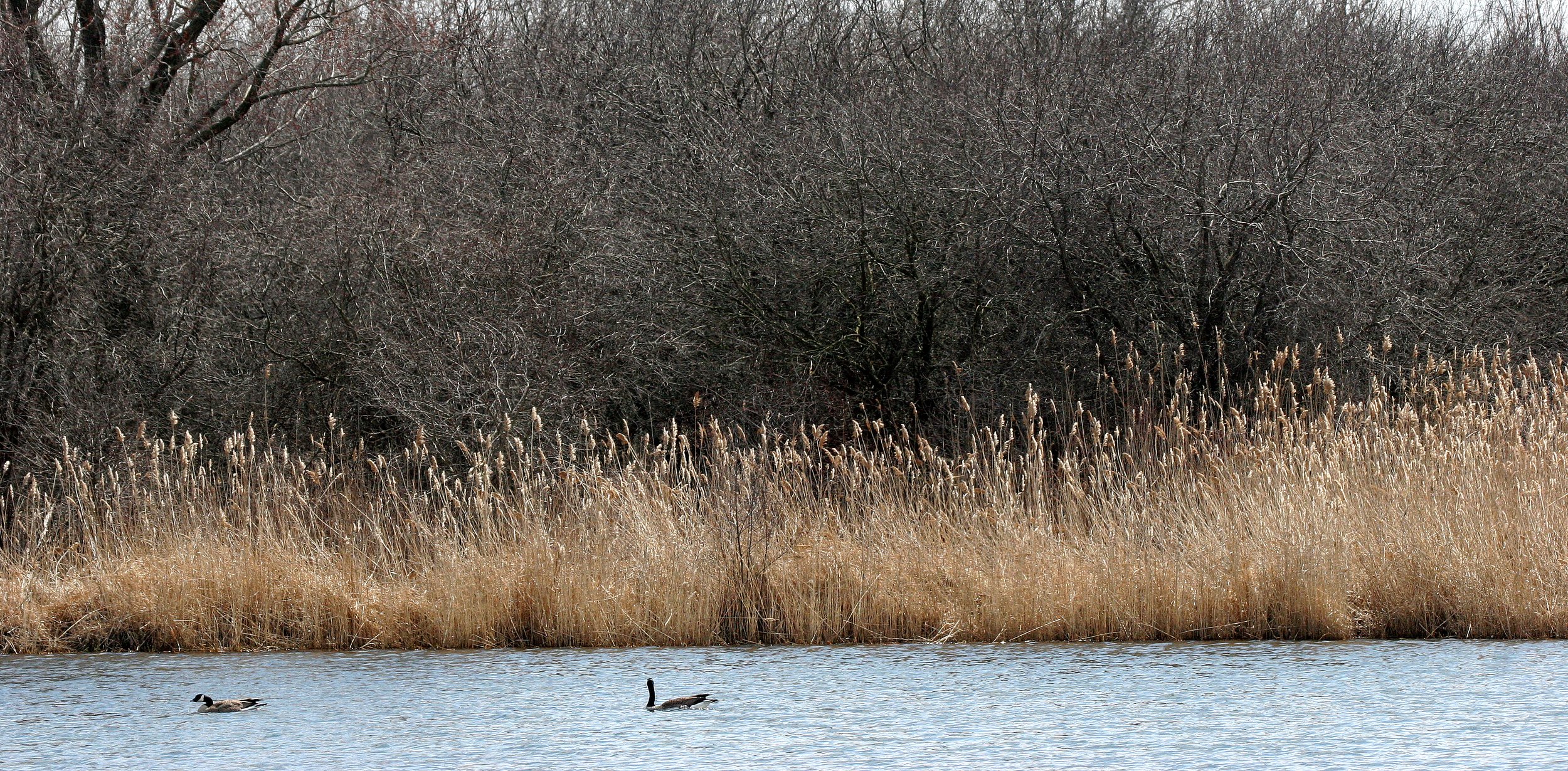Midwestern Hardwood Forest at Effigy Mounds National Monument