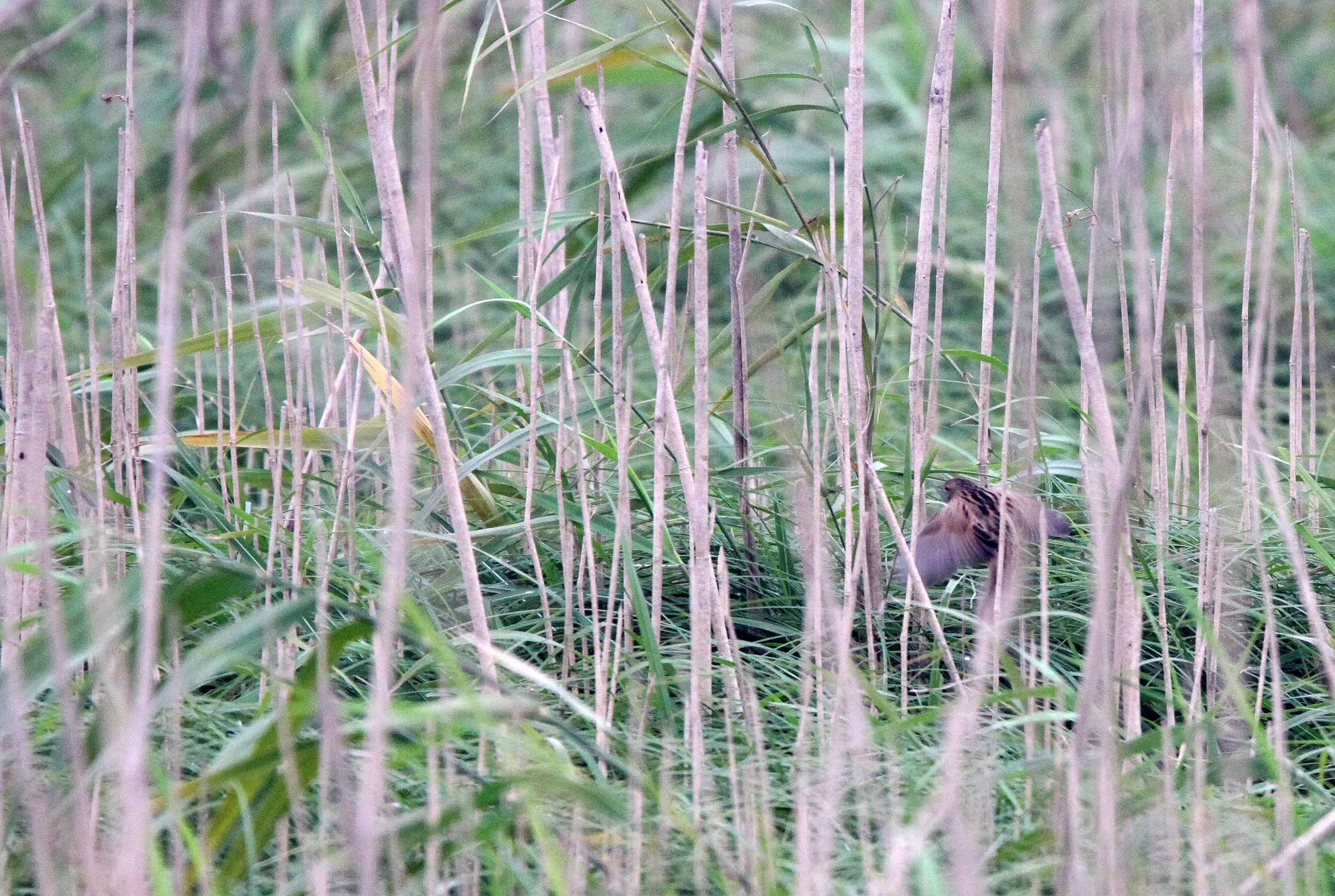 BIRD - WARBLER -  JAPANESE SWAMP WARBLER ALS0 MARSH GRASSBIRD - MEGALURUS PRYERI - NANJI HILL RESERVE POYANG LAKE, JIANGXI PROVINCE, CHINA (5).JPG