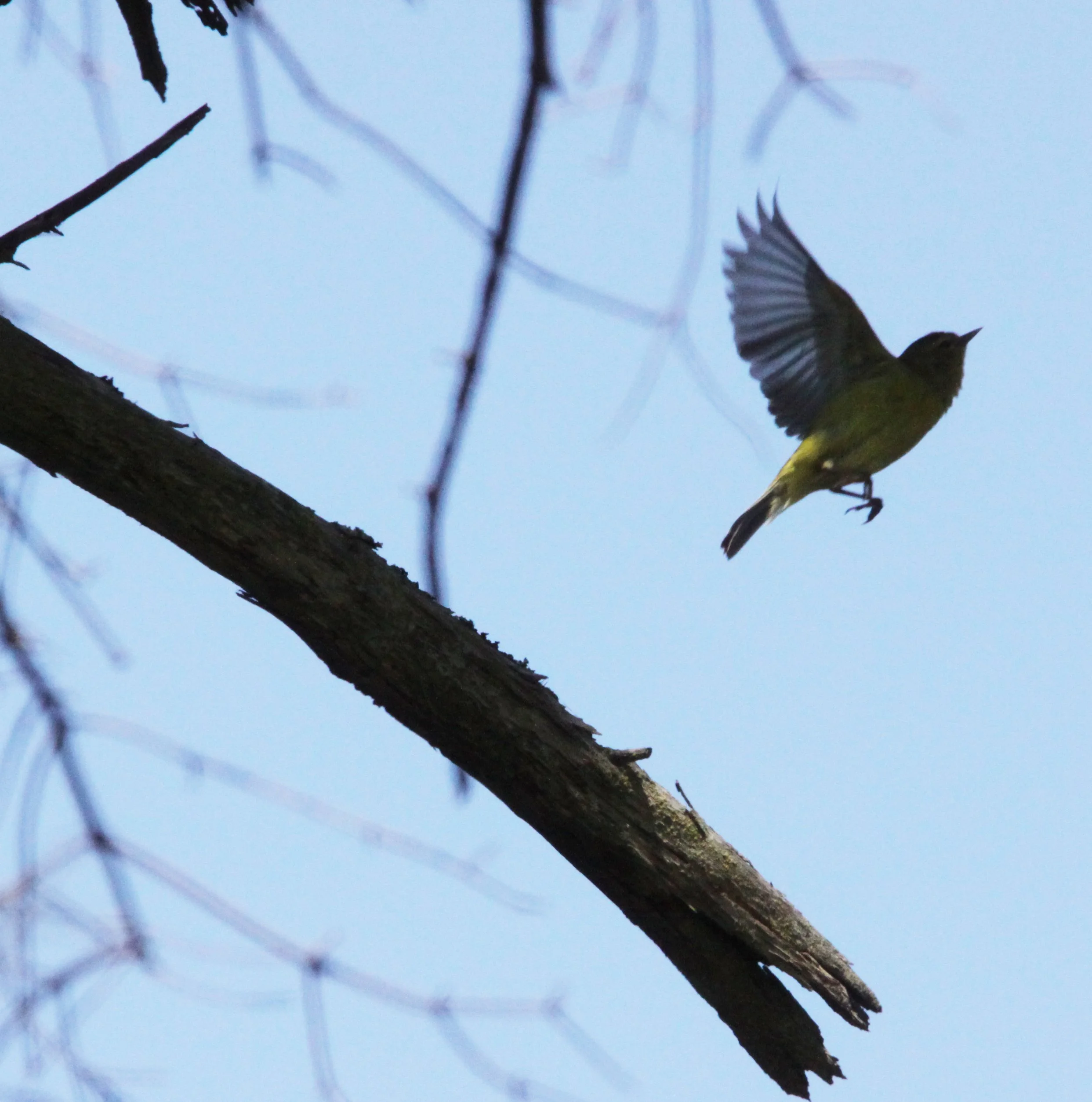 BIRD - WARBLER - ORANGE-CROWNED WARBLER - VERMIVORA CELATA - SEQUIM WA (2).JPG