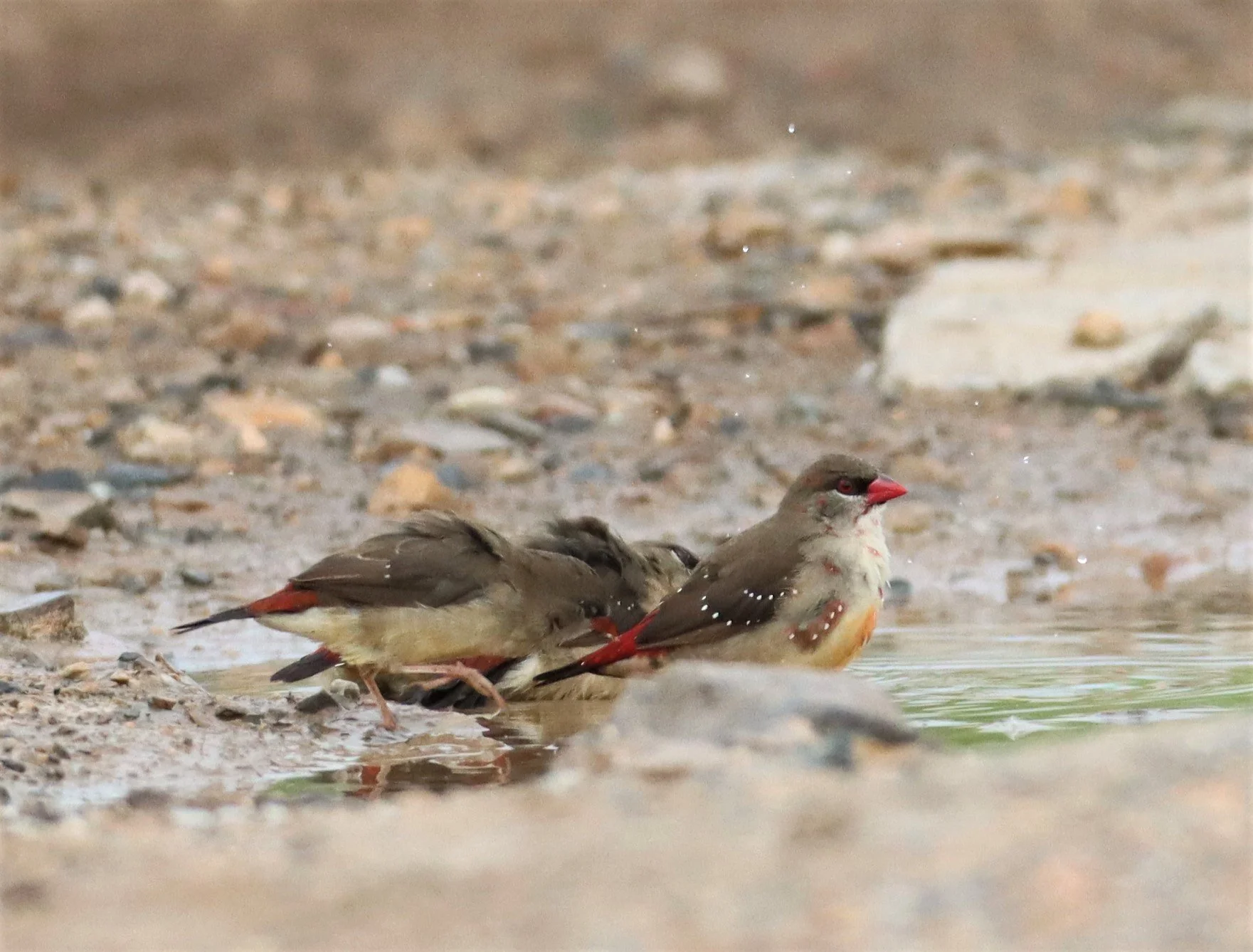 RED AVADAVAT - Amandava amandava - LAT KRABANG WETLANDS THAP YAO (8).jpg