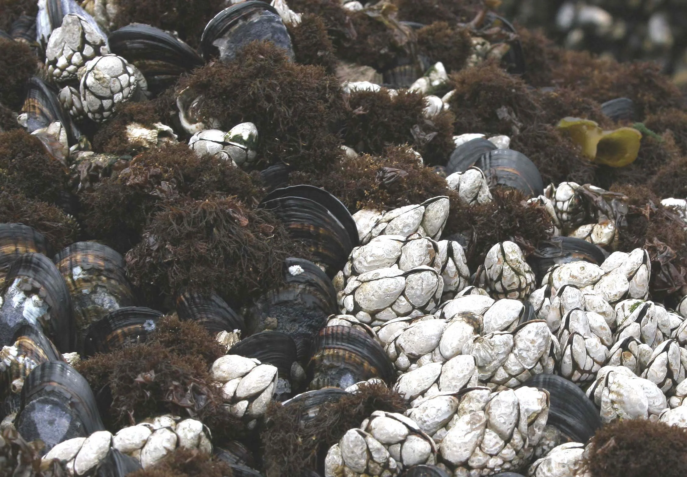 INVERTS - INTERTIDAL - ARTHROPOD - GOOSENECK BARNACLE (2).jpg